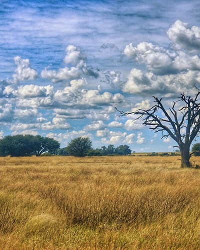 Free State