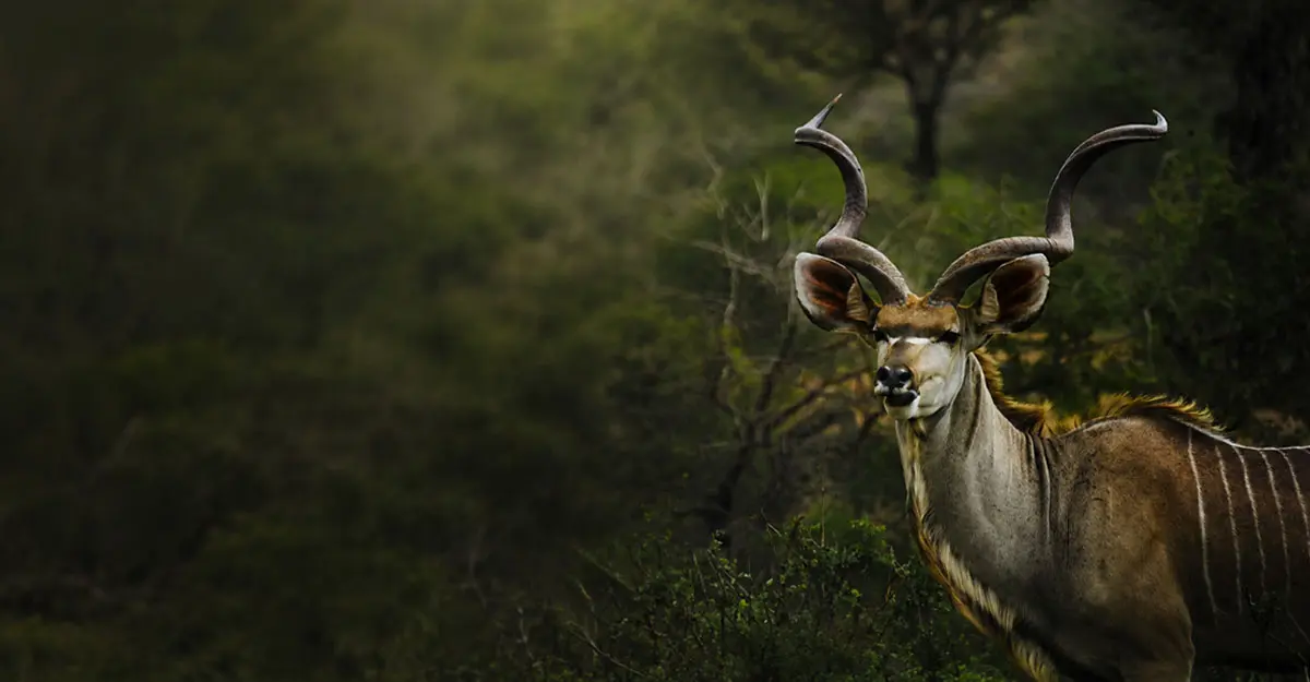 Species & Trophy Fees