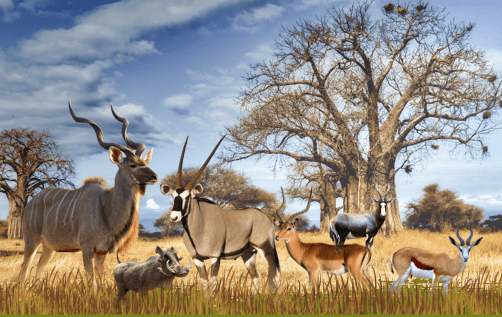 8- Days Plains Game Hunting Safari (2 Hunters)