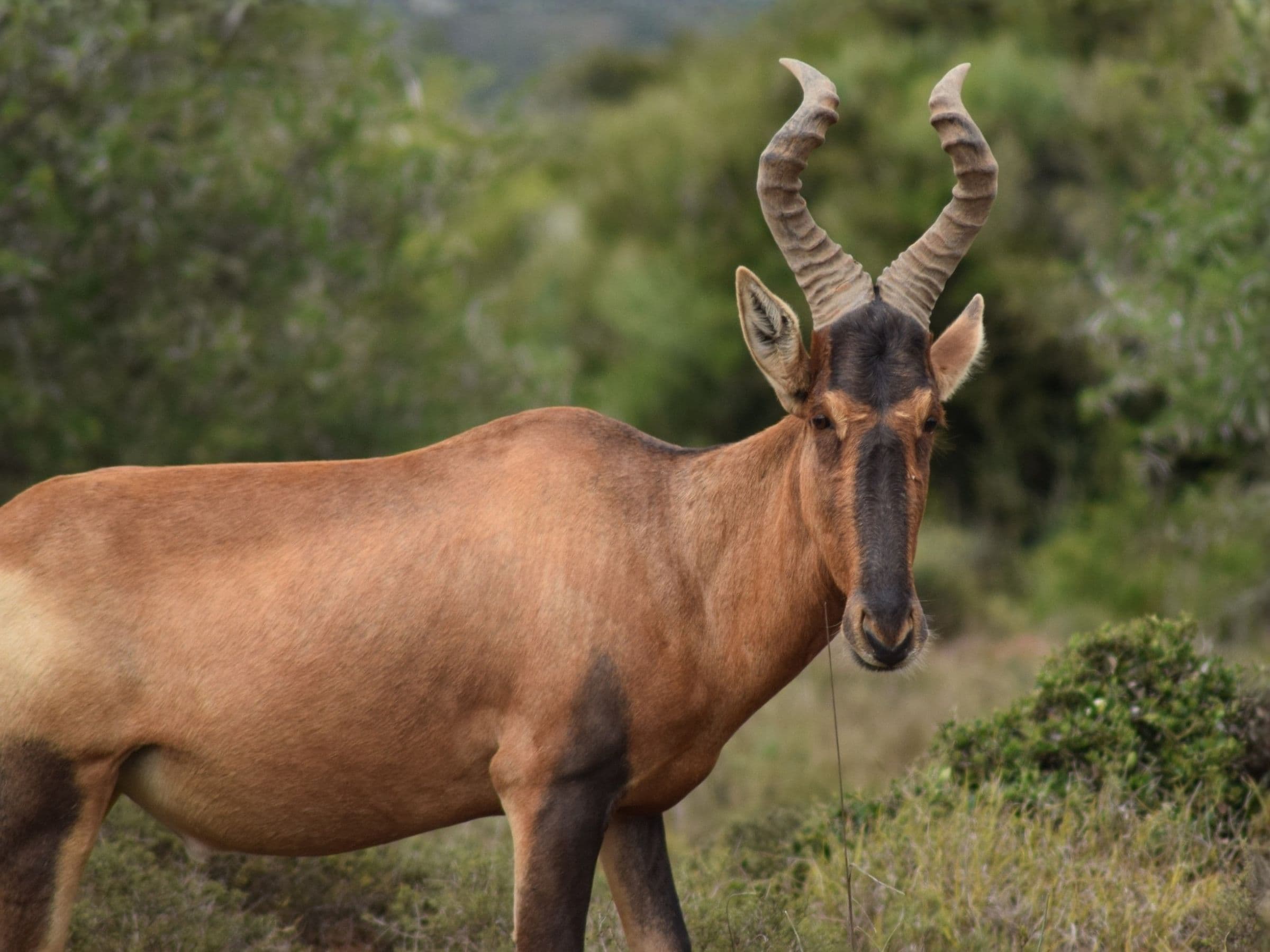 Red Hartebeest