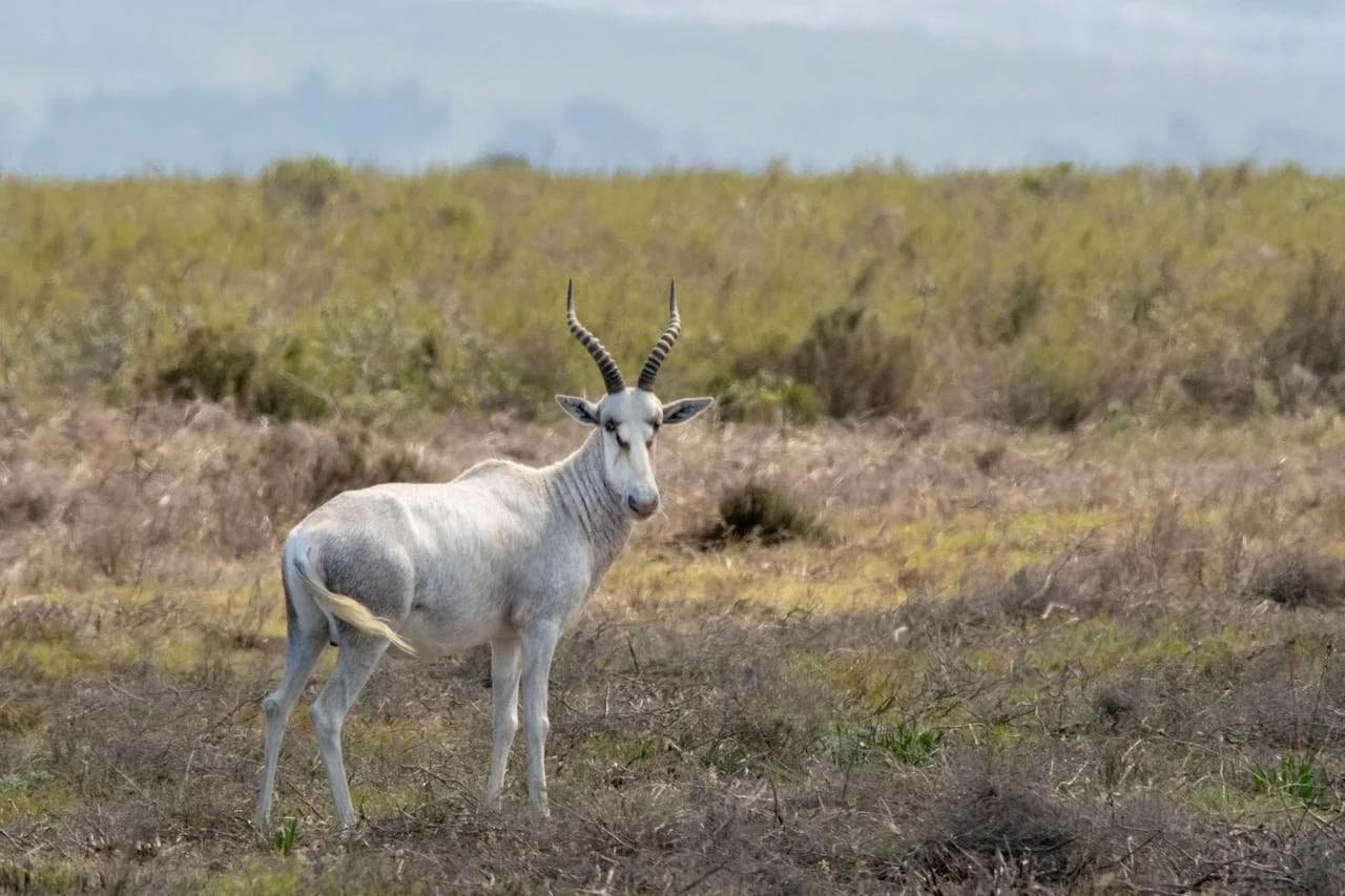 White Blesbuck
