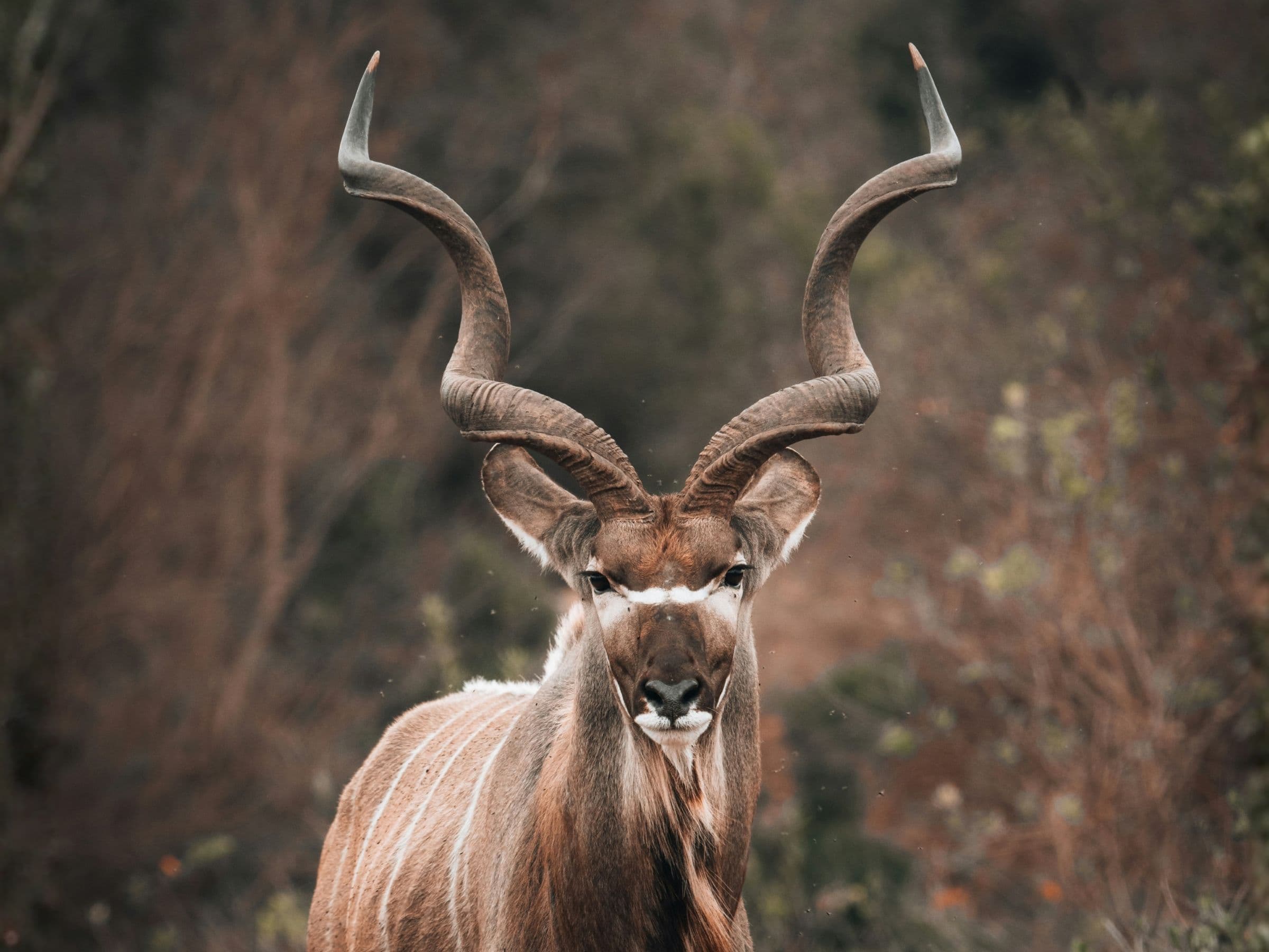 Greater Kudu
