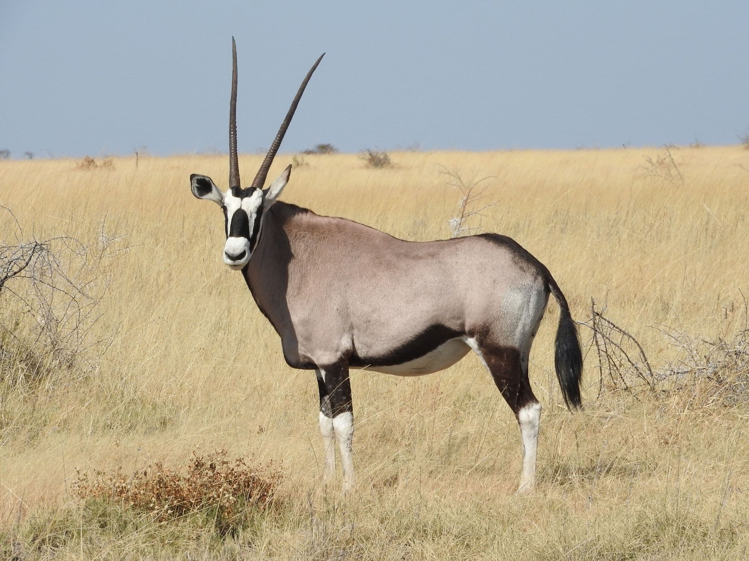 Gemsbuck (Oryx)