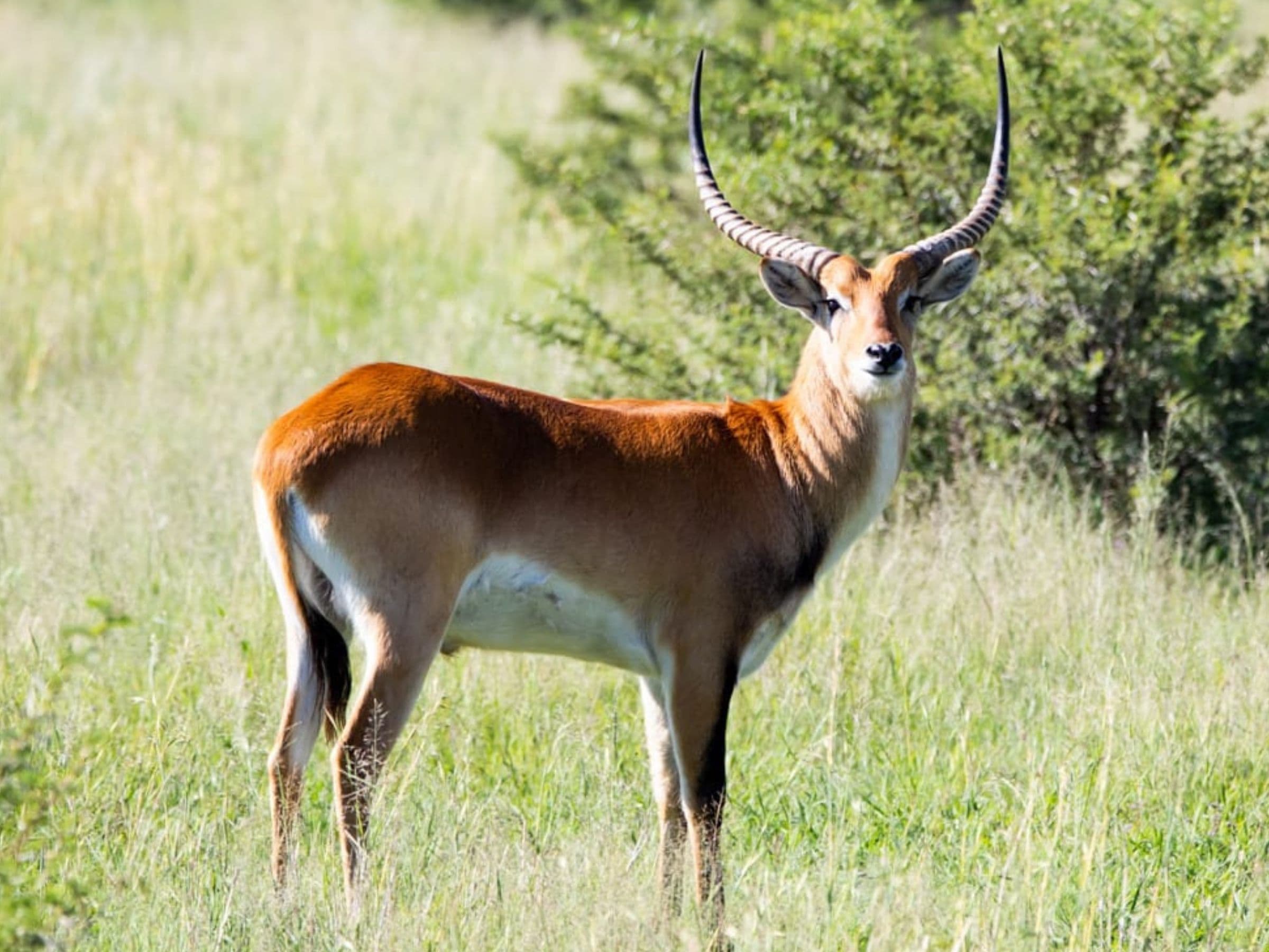 Lechwe