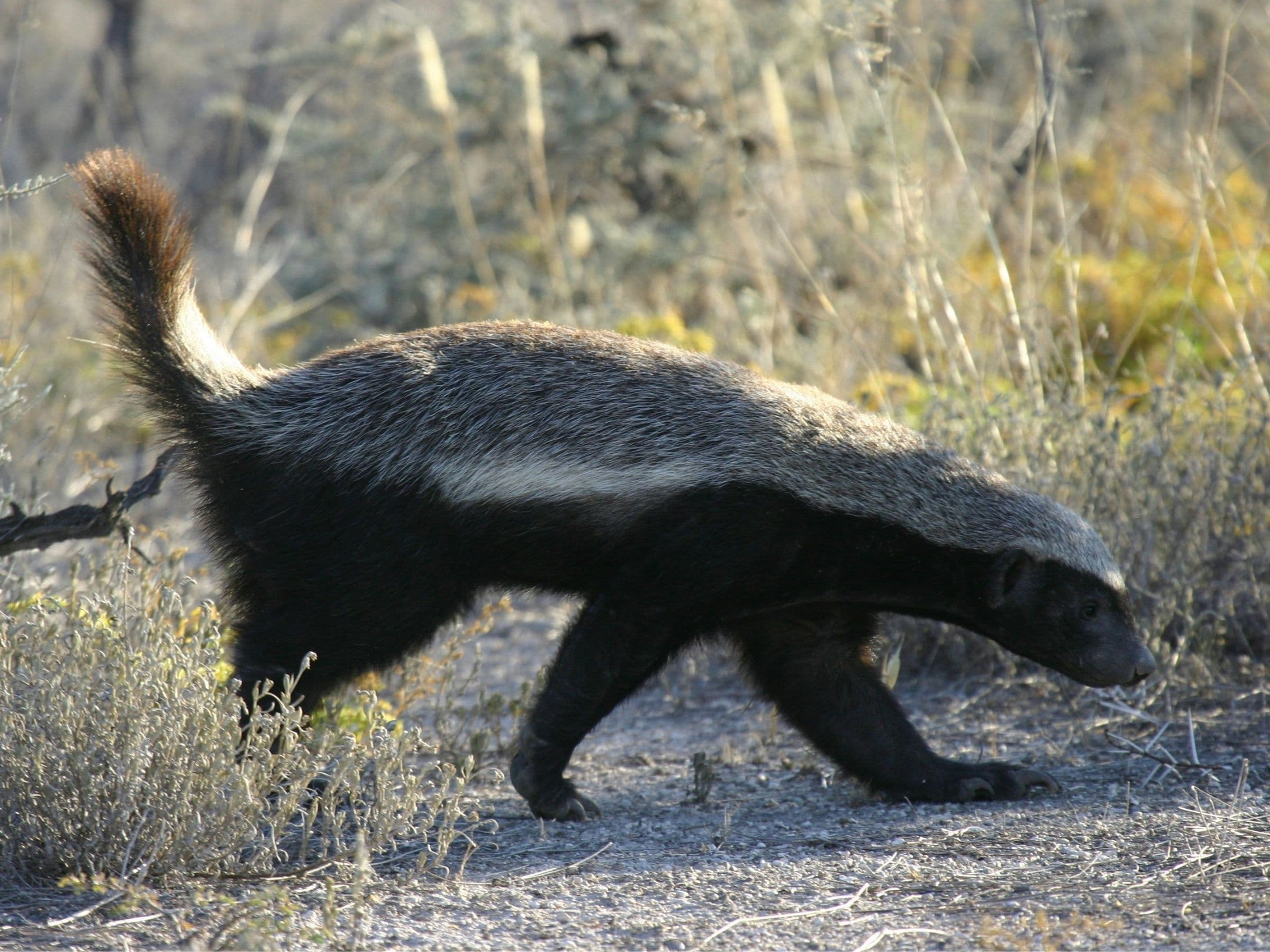 Honey Badger