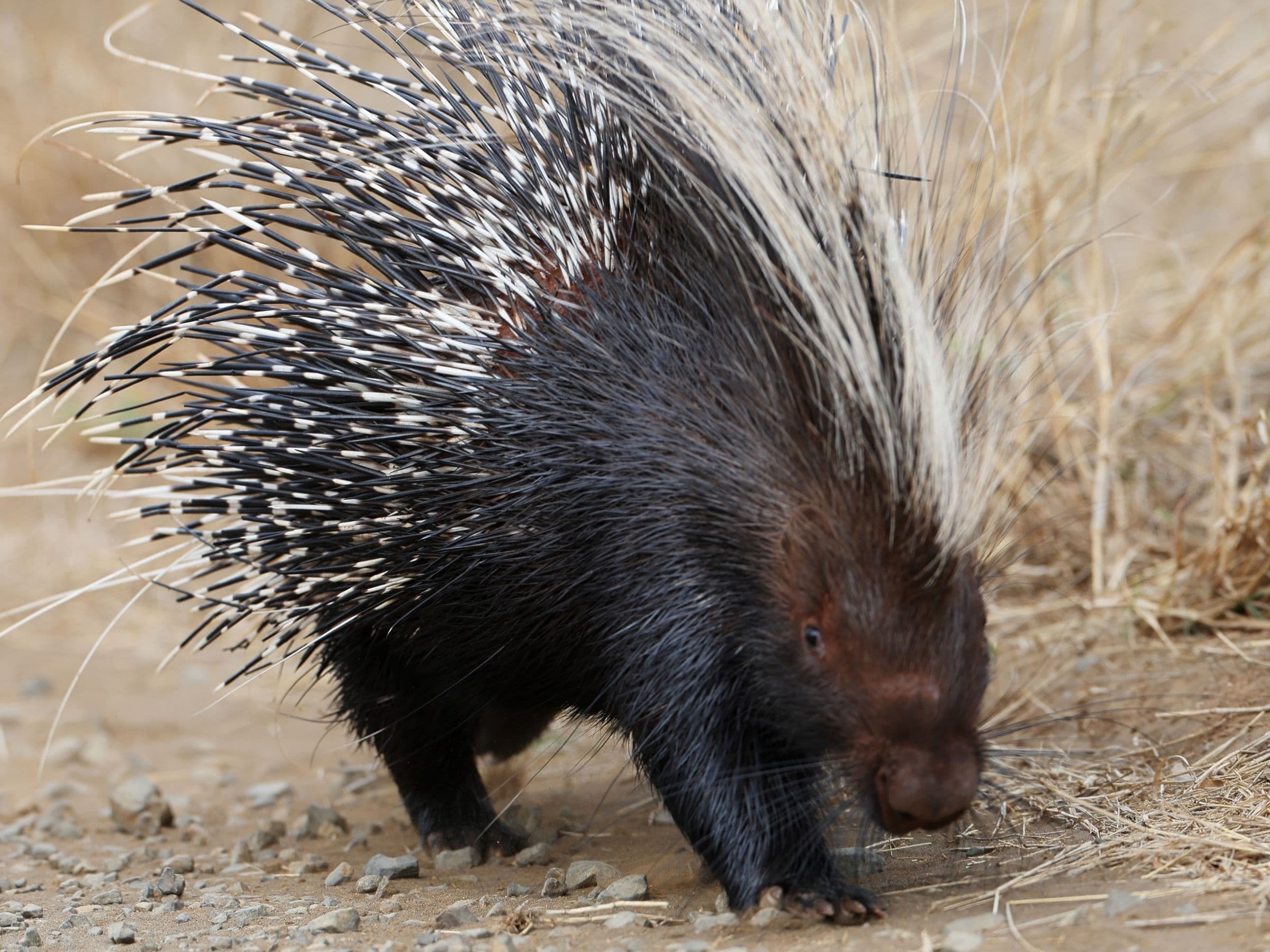Porcupine