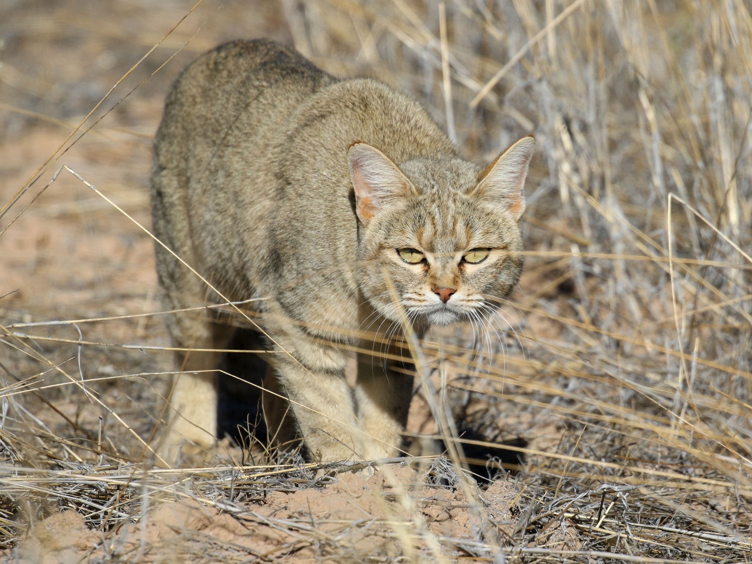 African Wildcat
