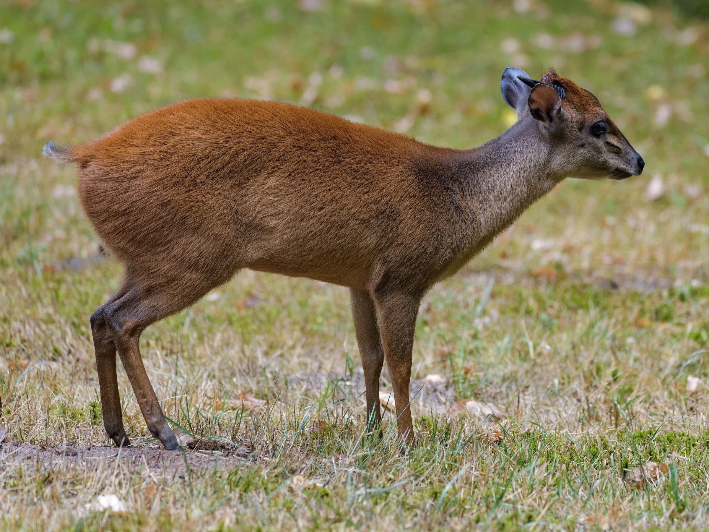Red Duiker