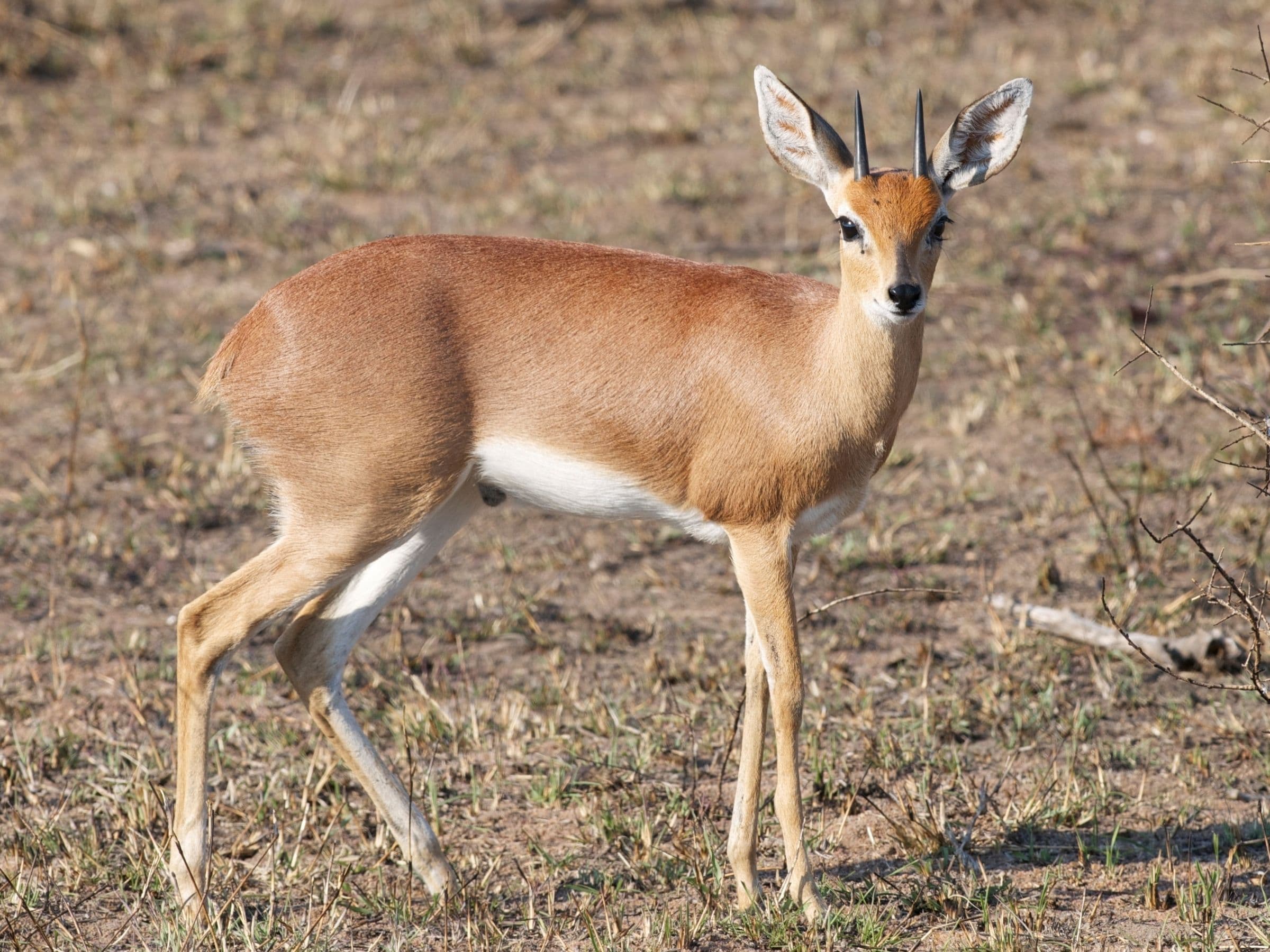 Steenbuck