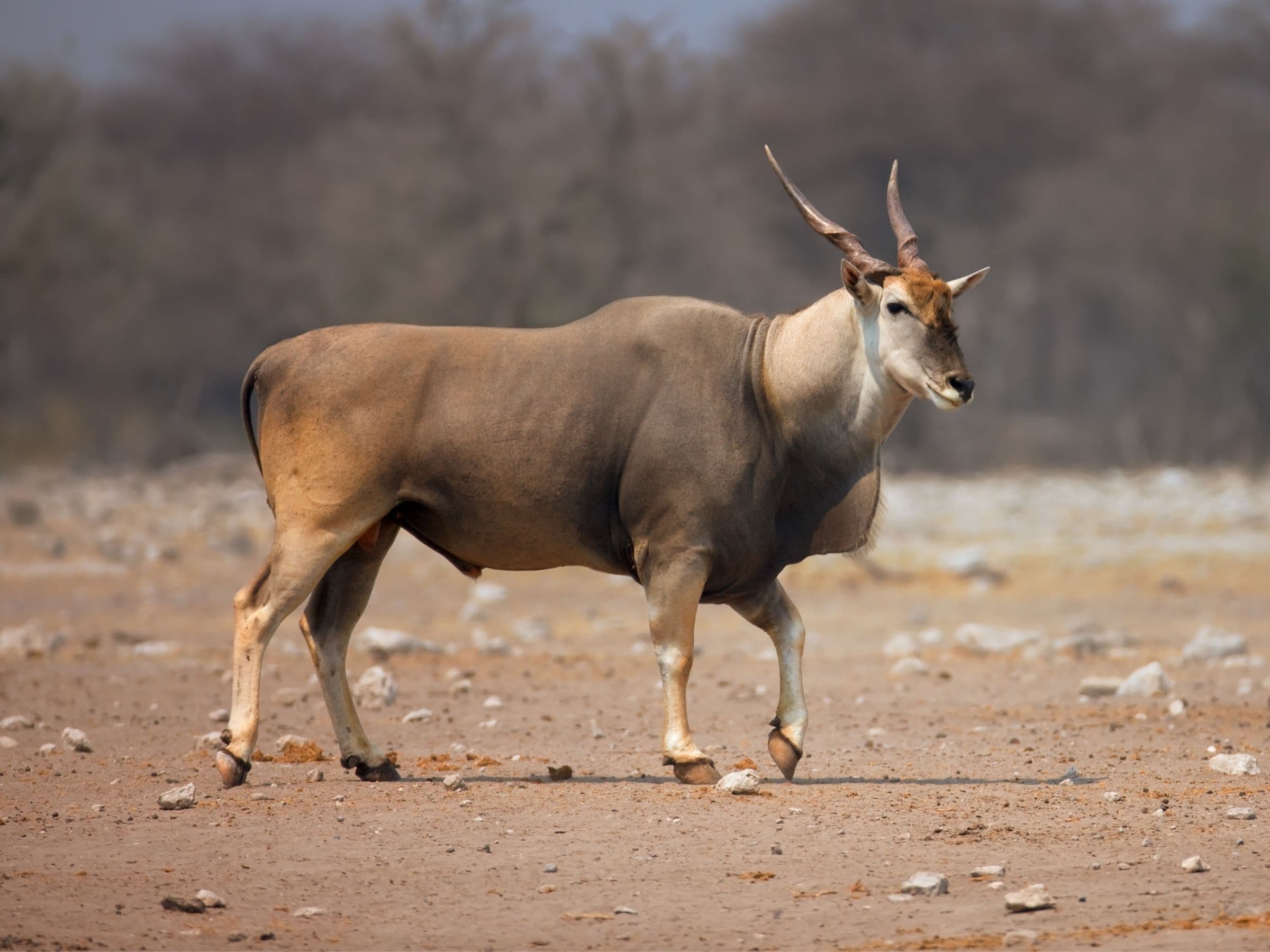 Cape Eland