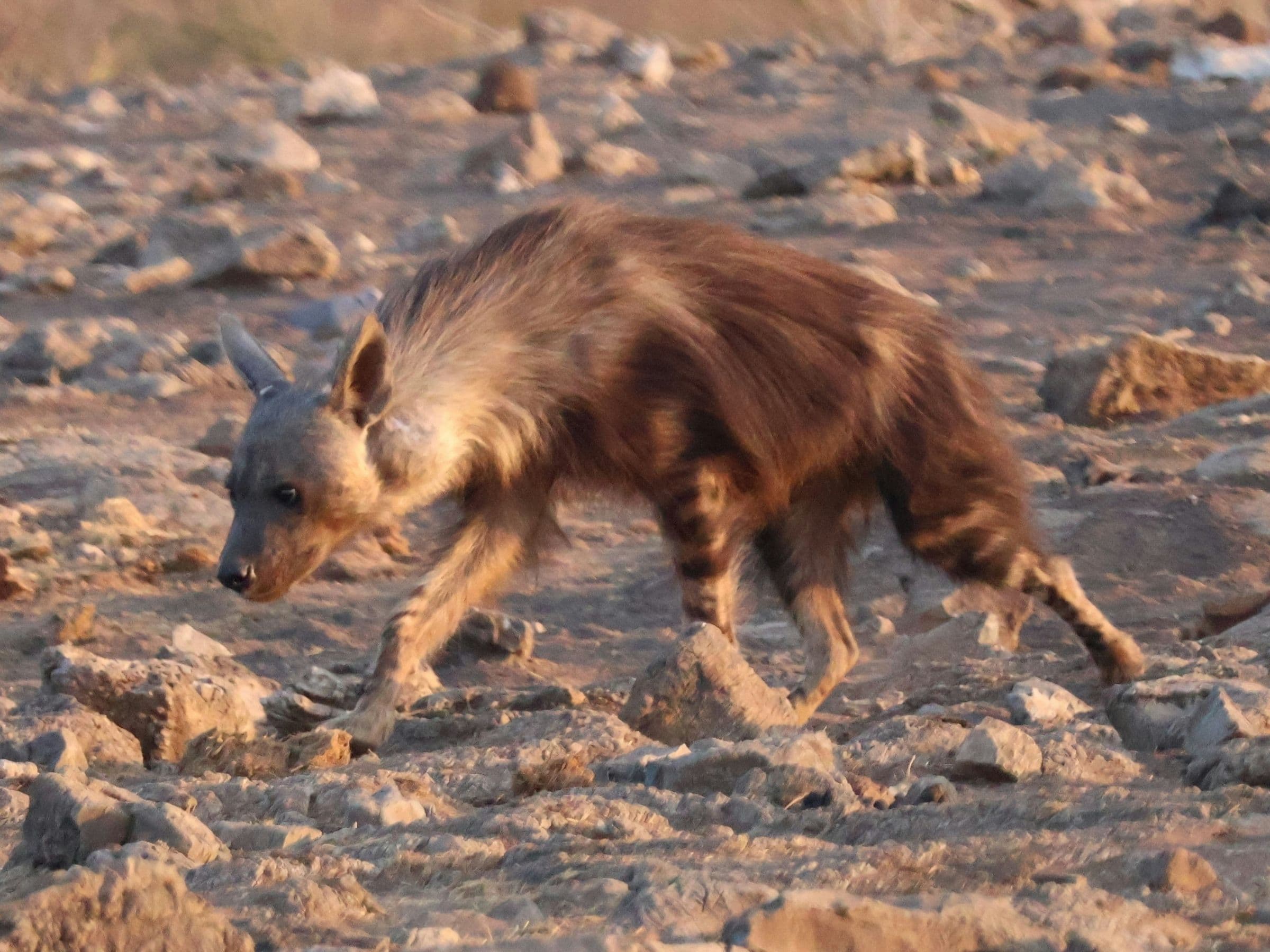 Brown Hyena