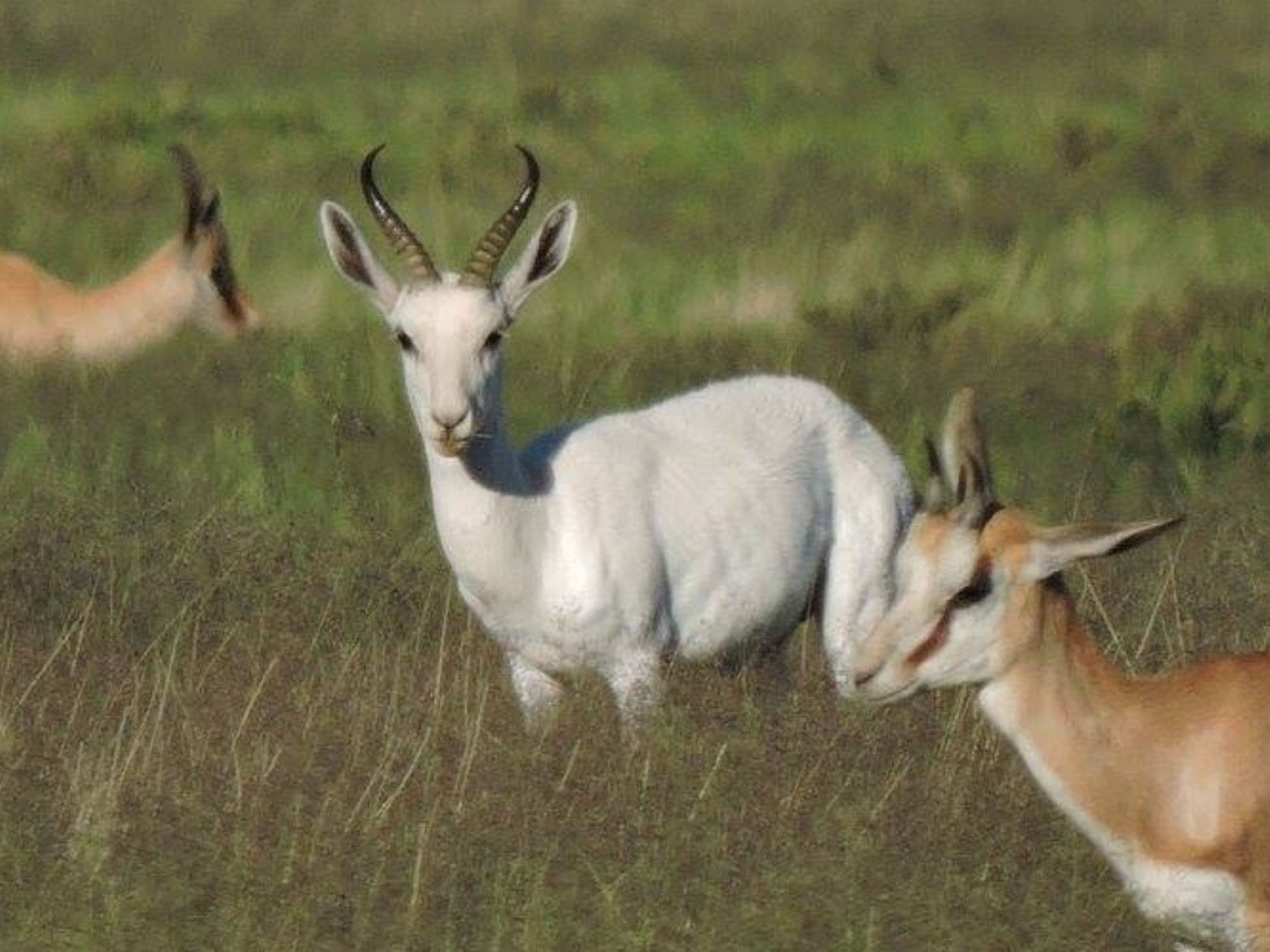White Springbuck
