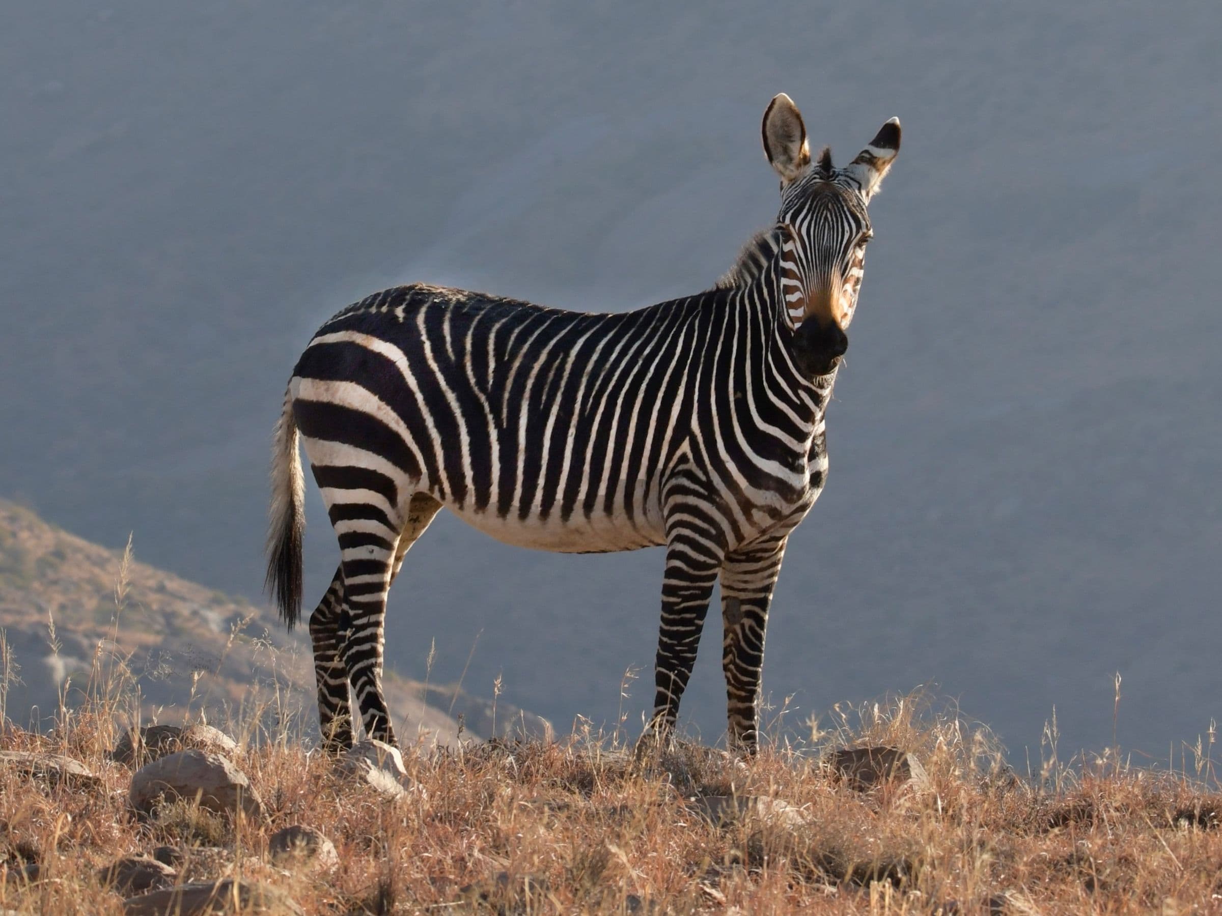Hartmann's Mountain Zebra