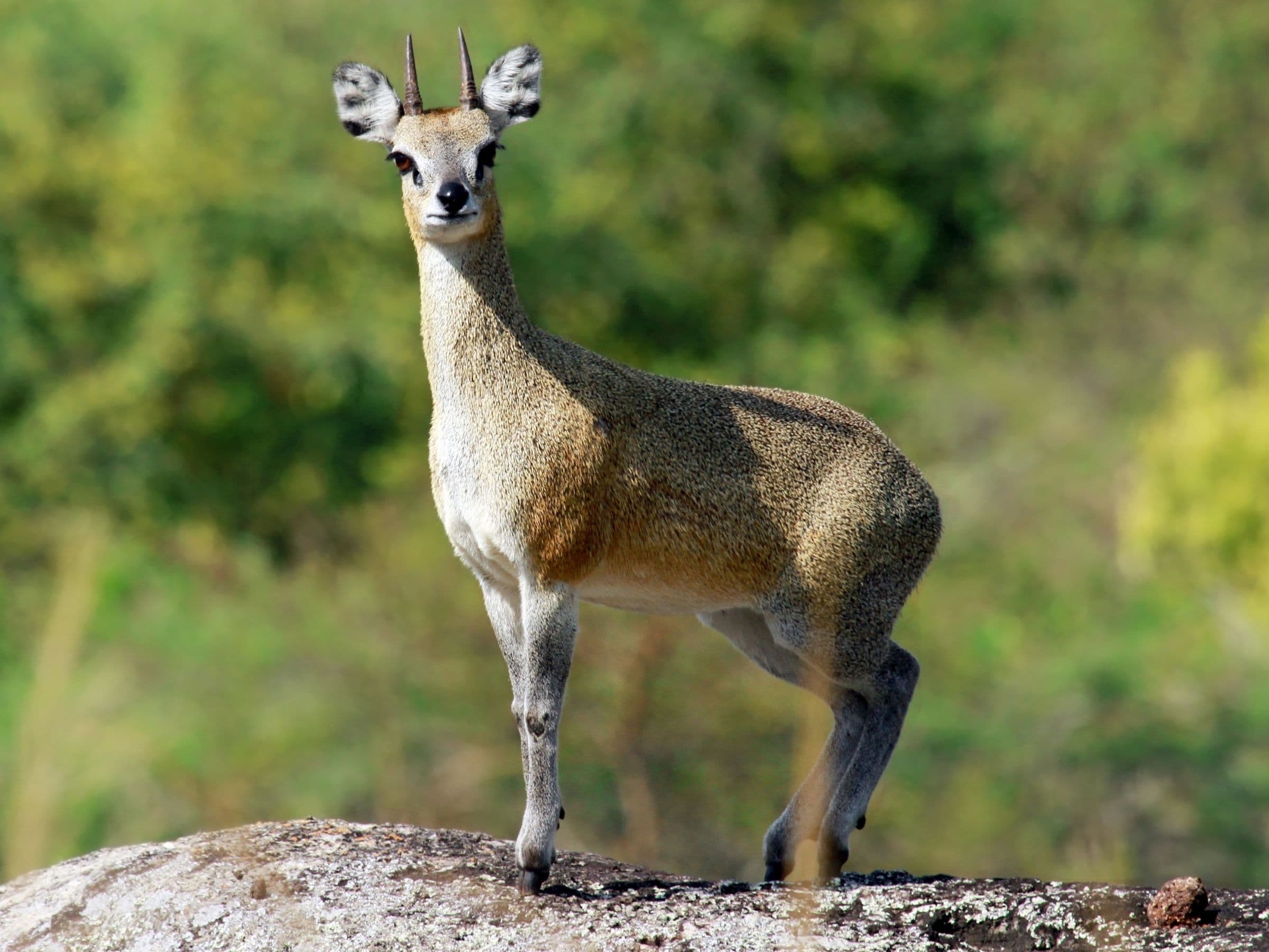 Klipspringer