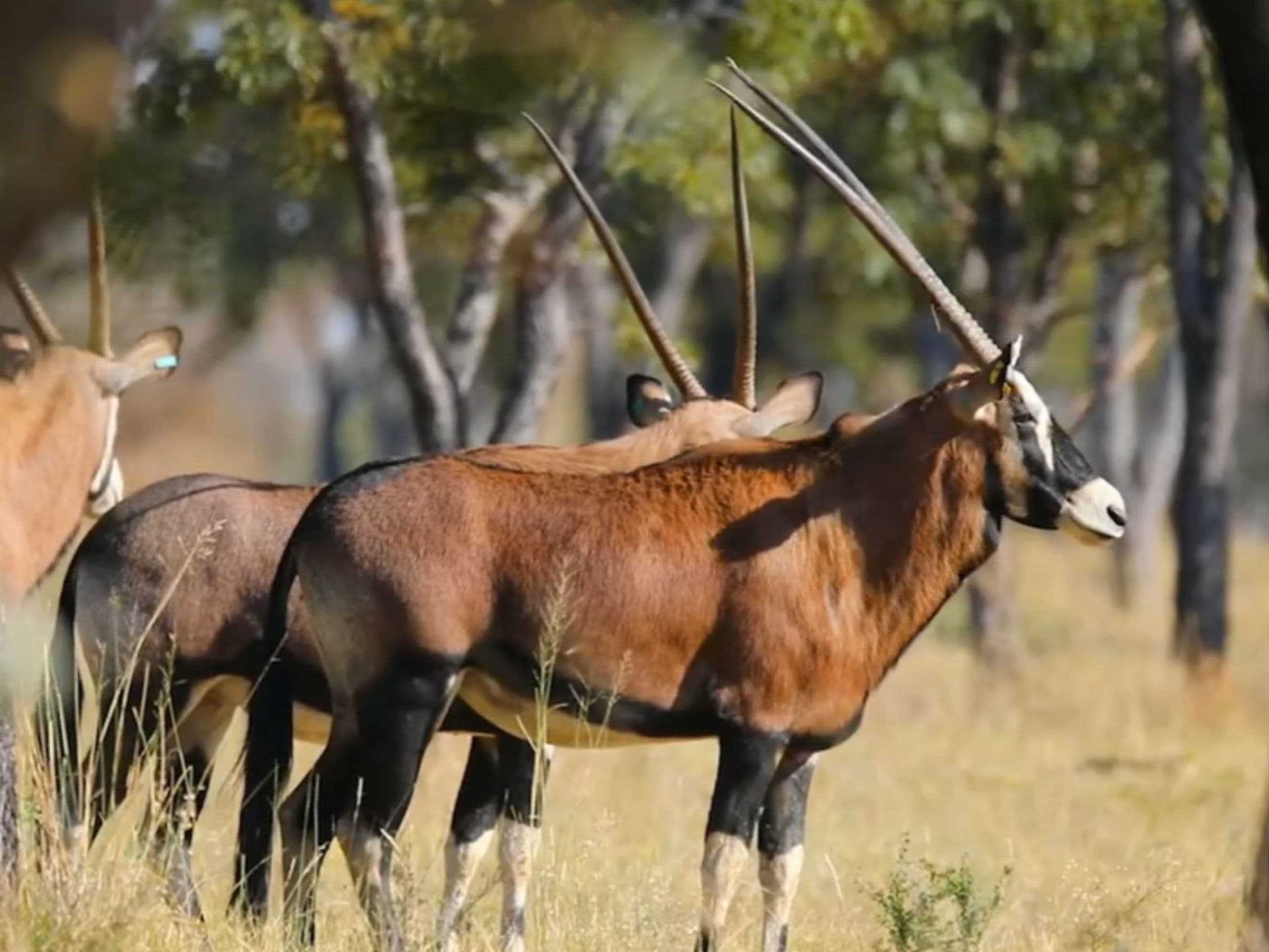Red Gemsbuck