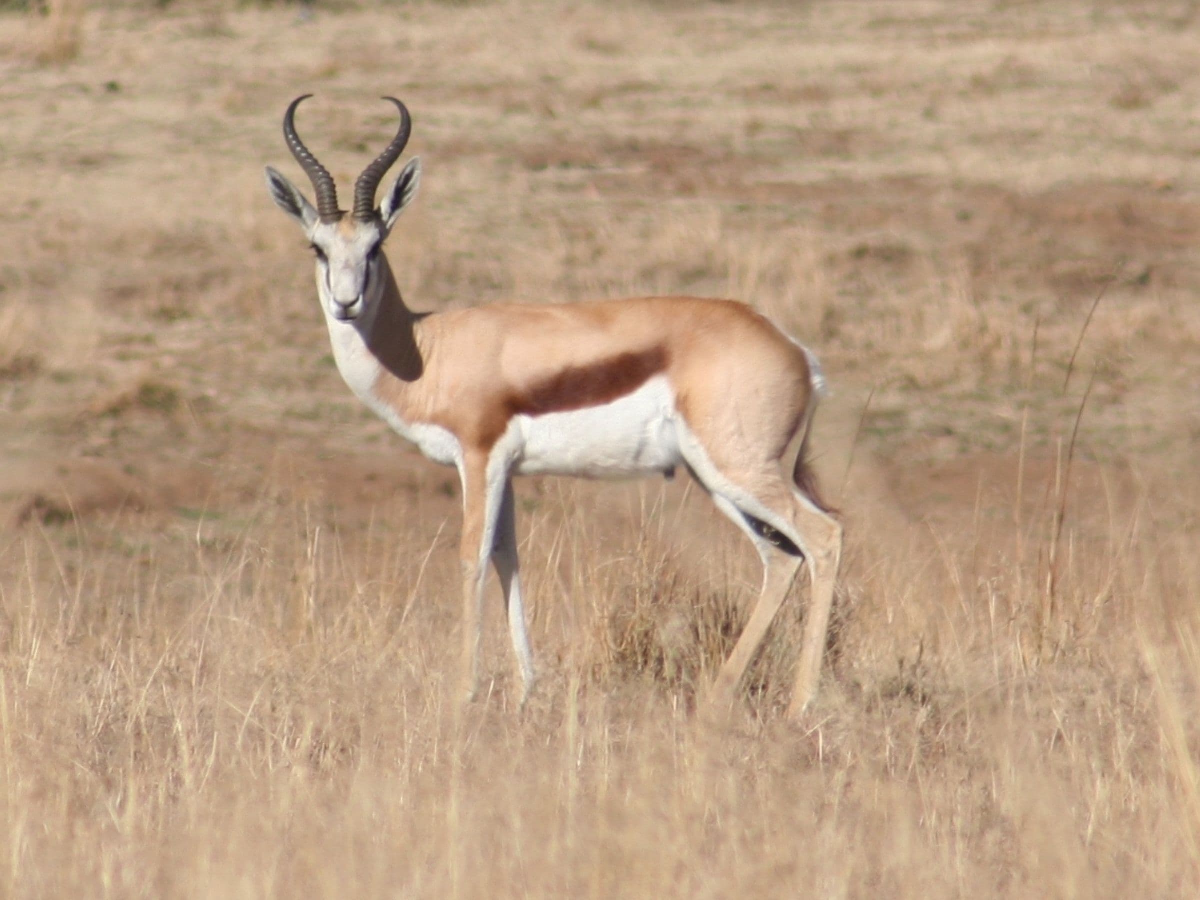 Common Springbuck