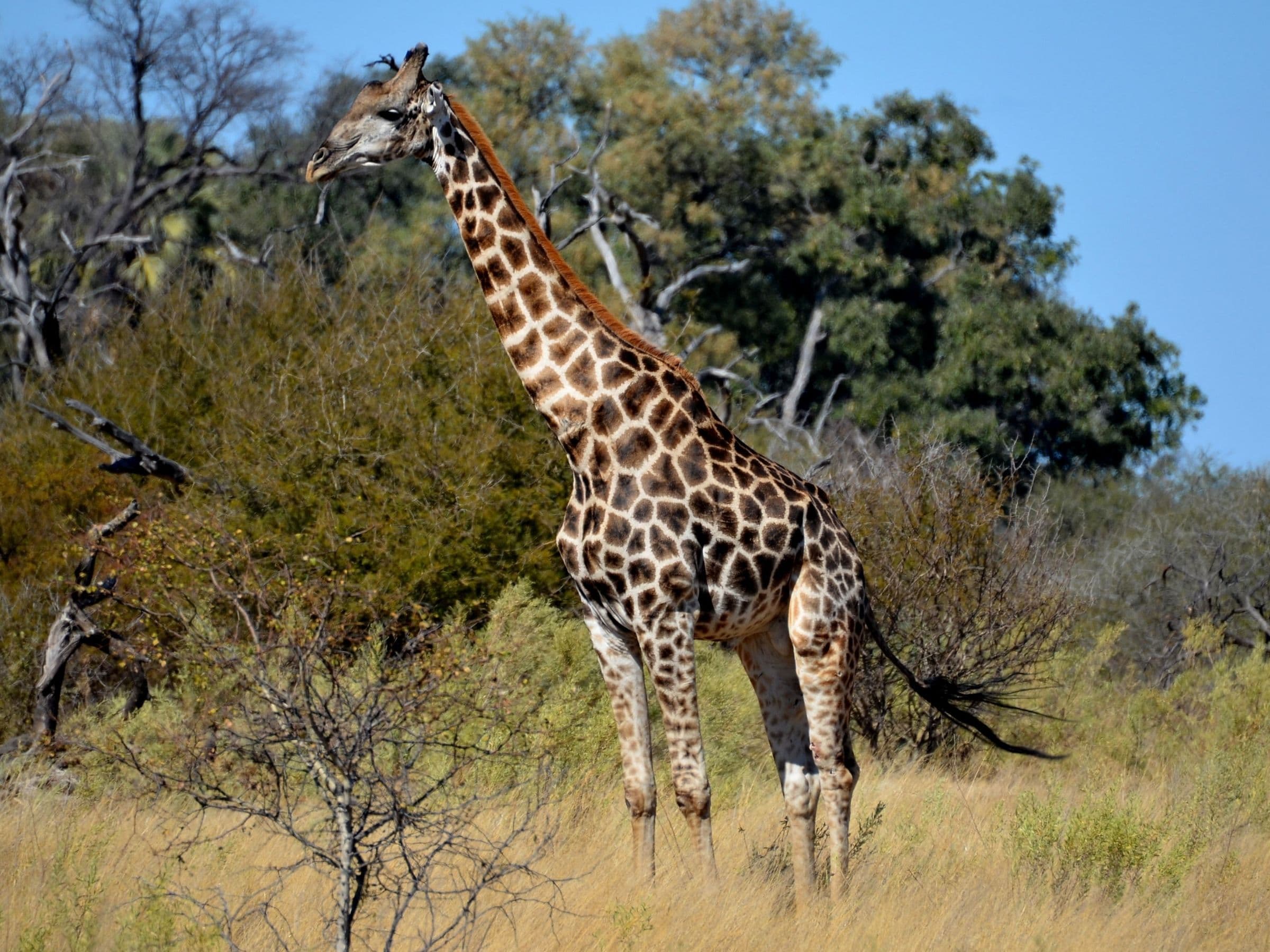Giraffe