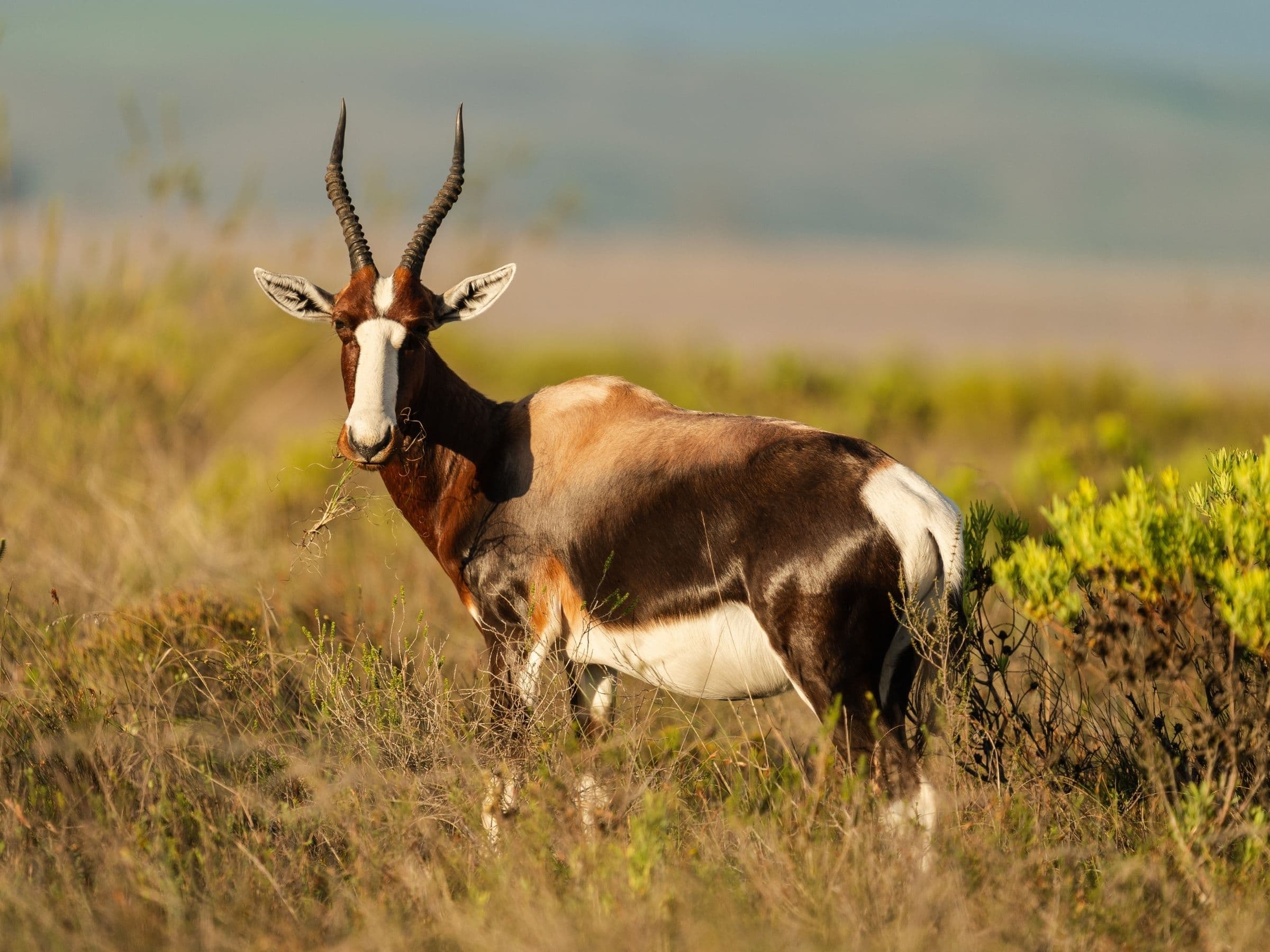 Bontebok