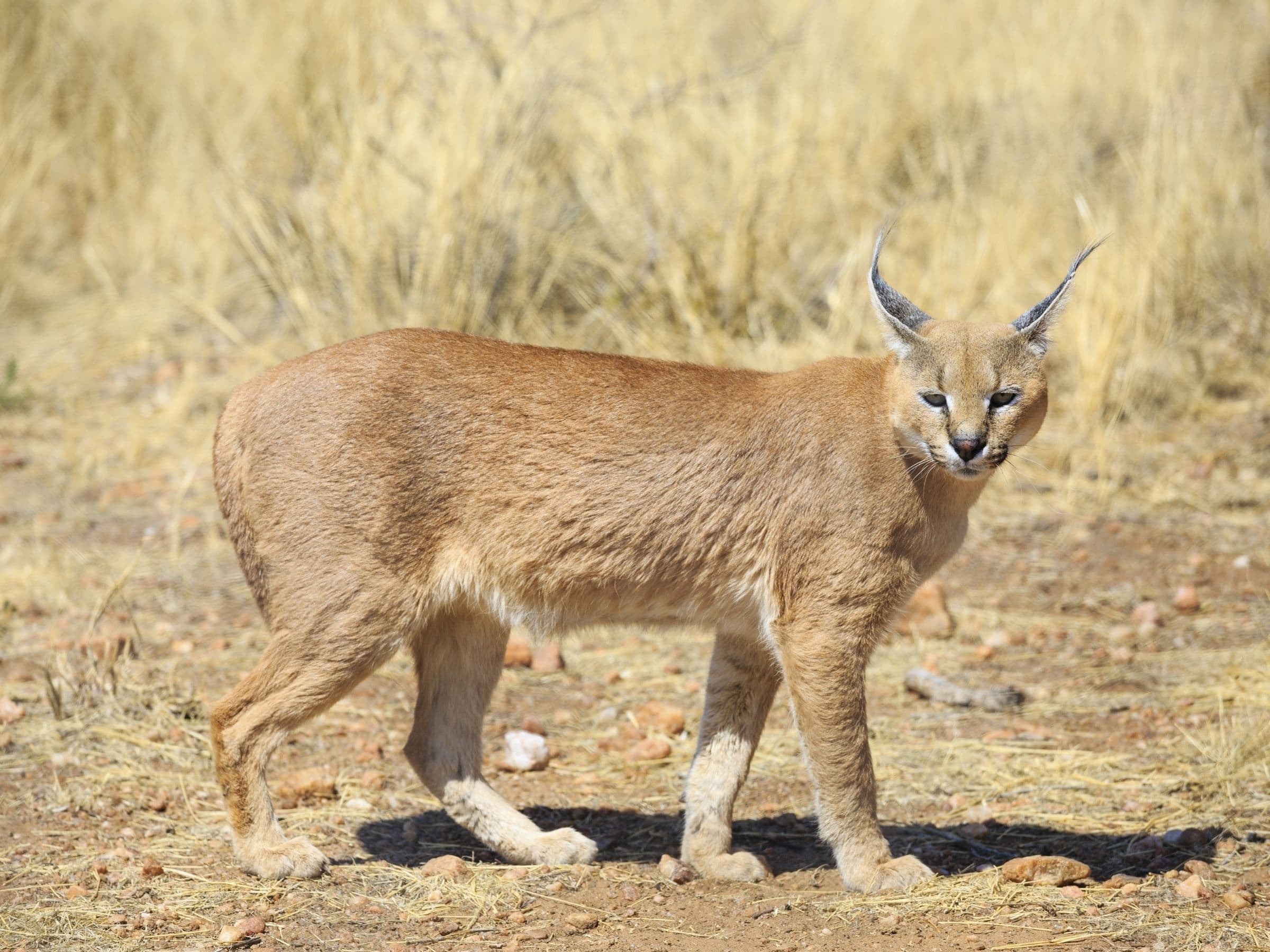 Caracal