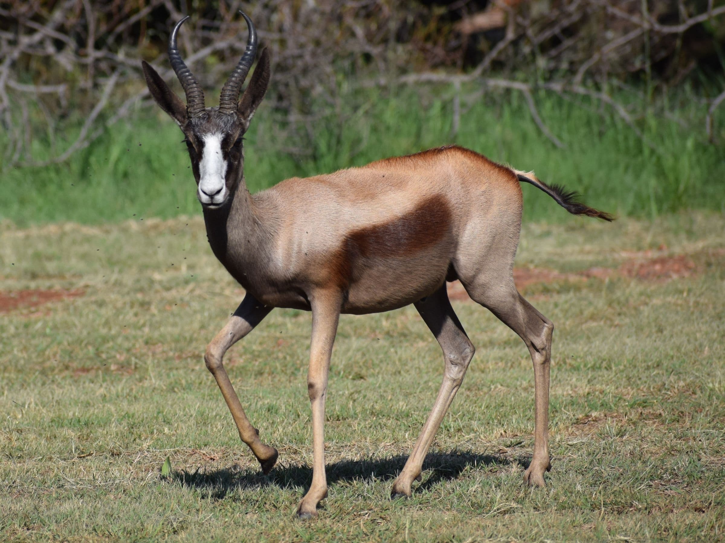 Copper Springbuck