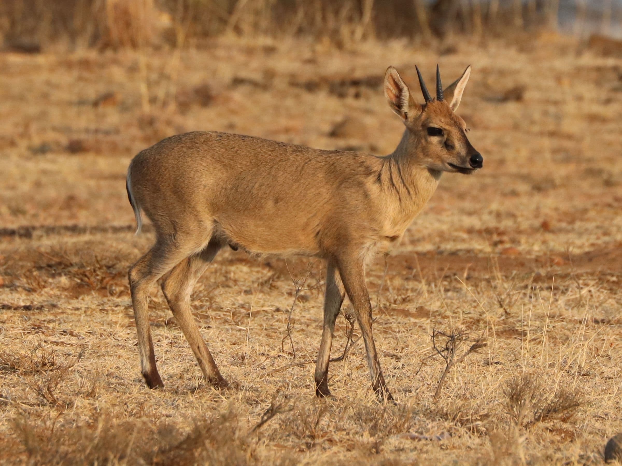 Grey Duiker