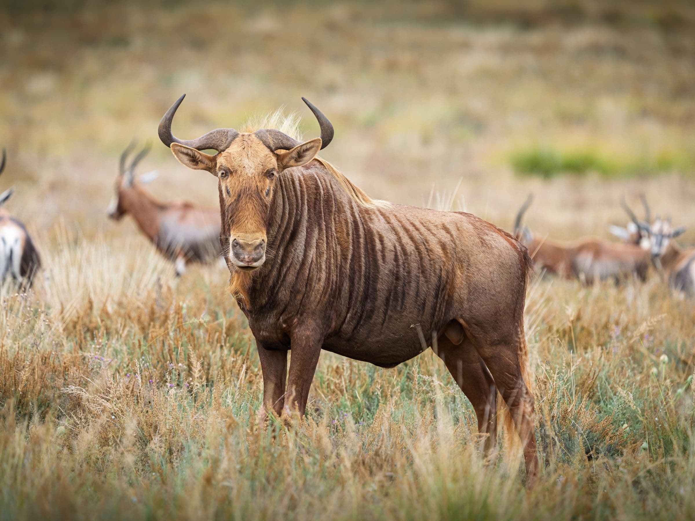Golden Wildebeest