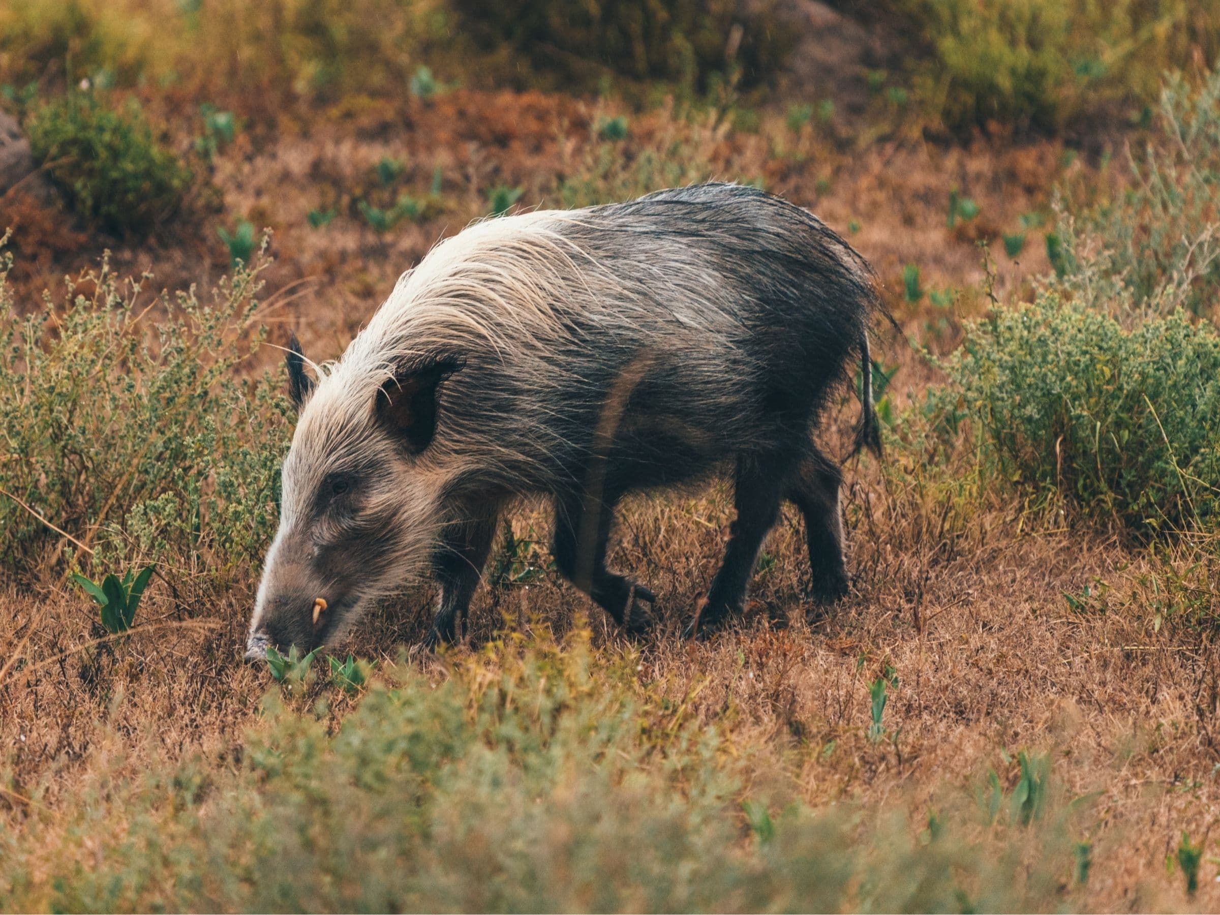 Bushpig