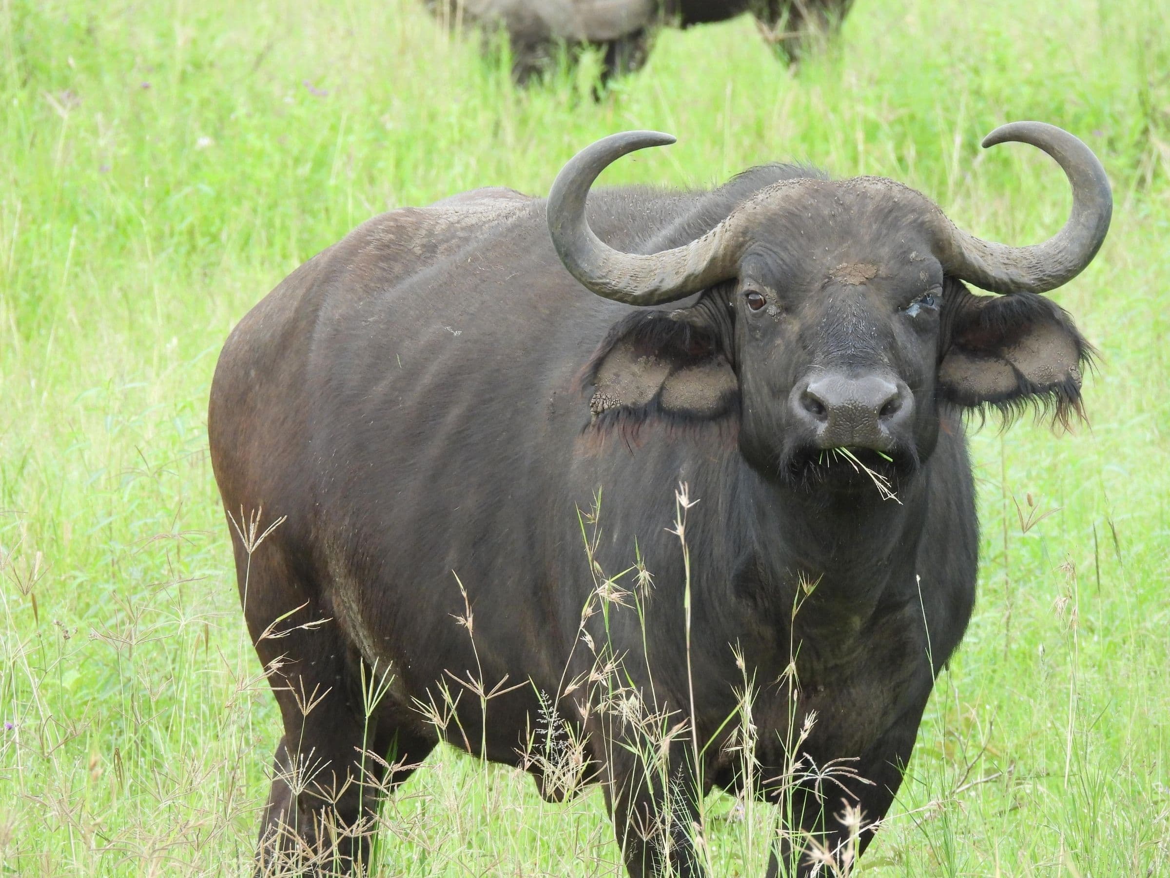 Cape Buffalo (Cow)