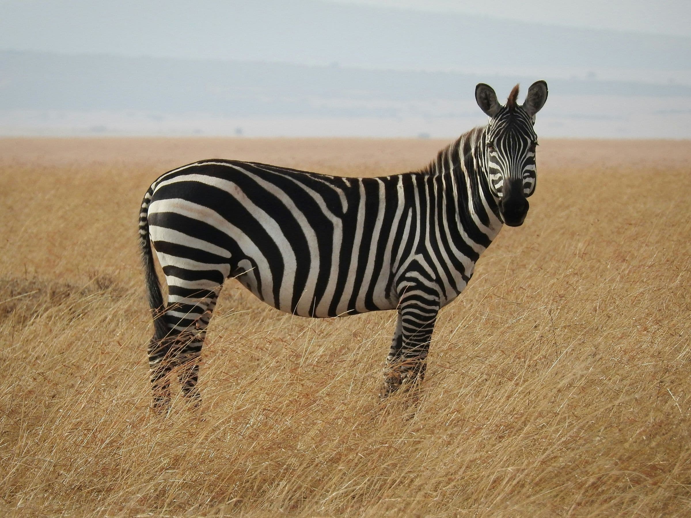 Burchell's Zebra