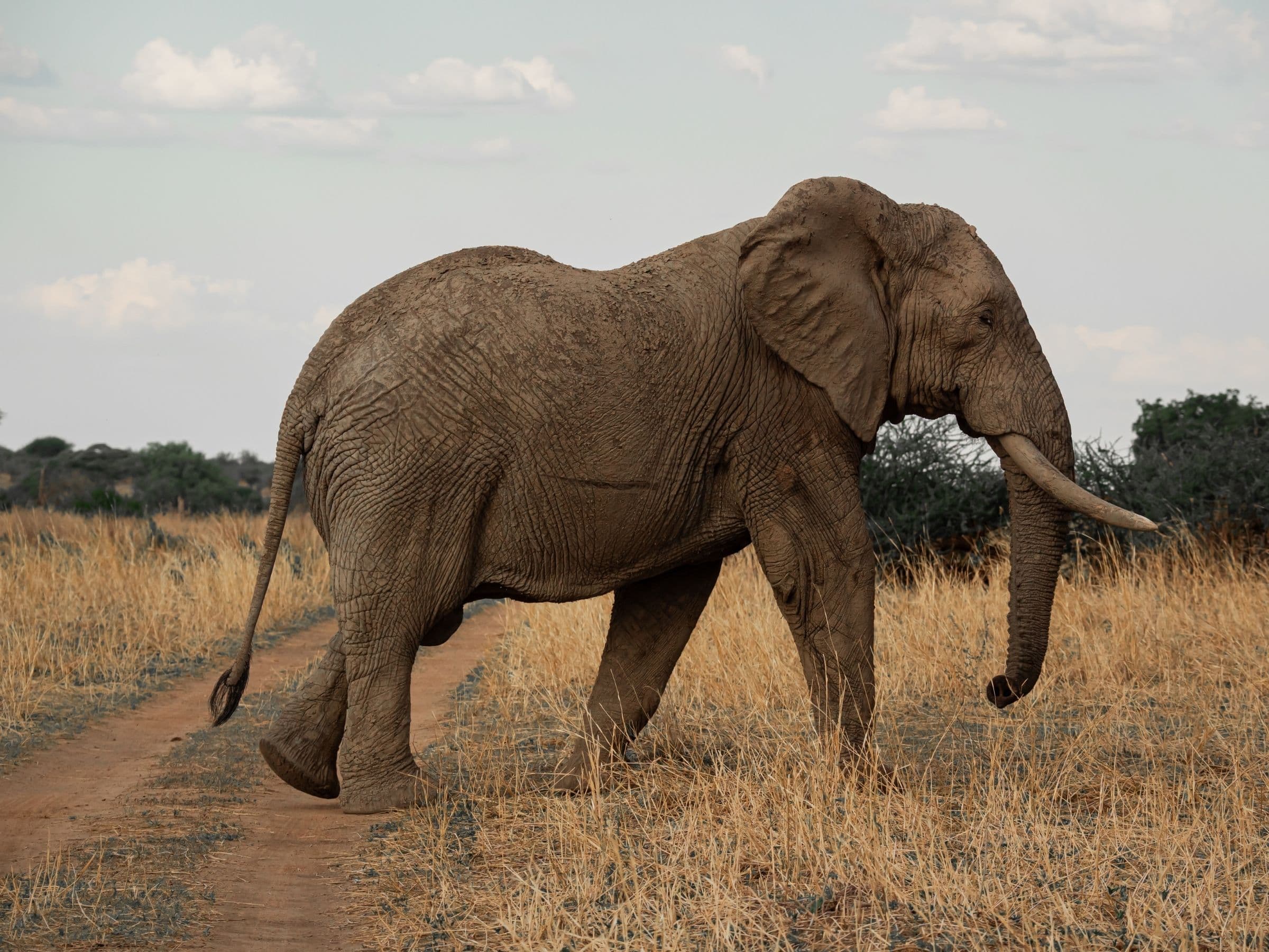 African Elephant