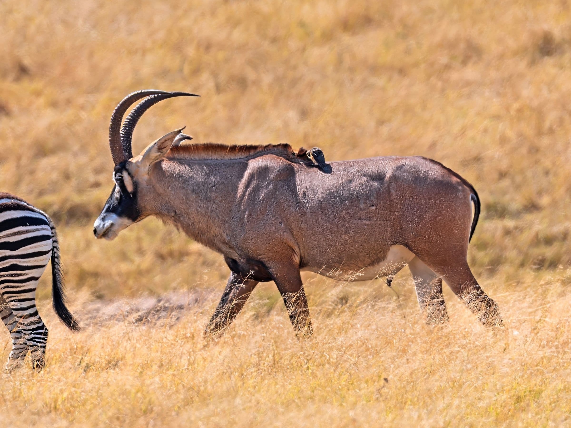Roan Antelope