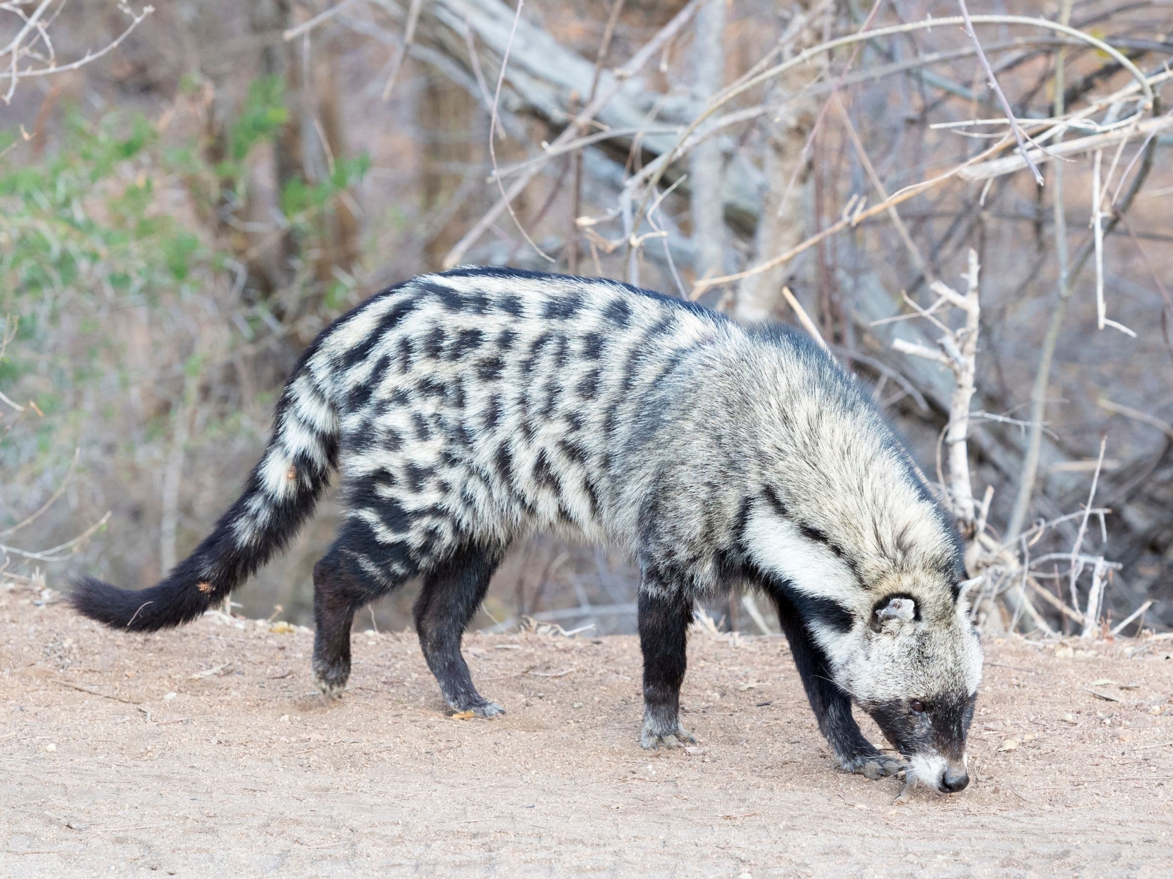 African Civet