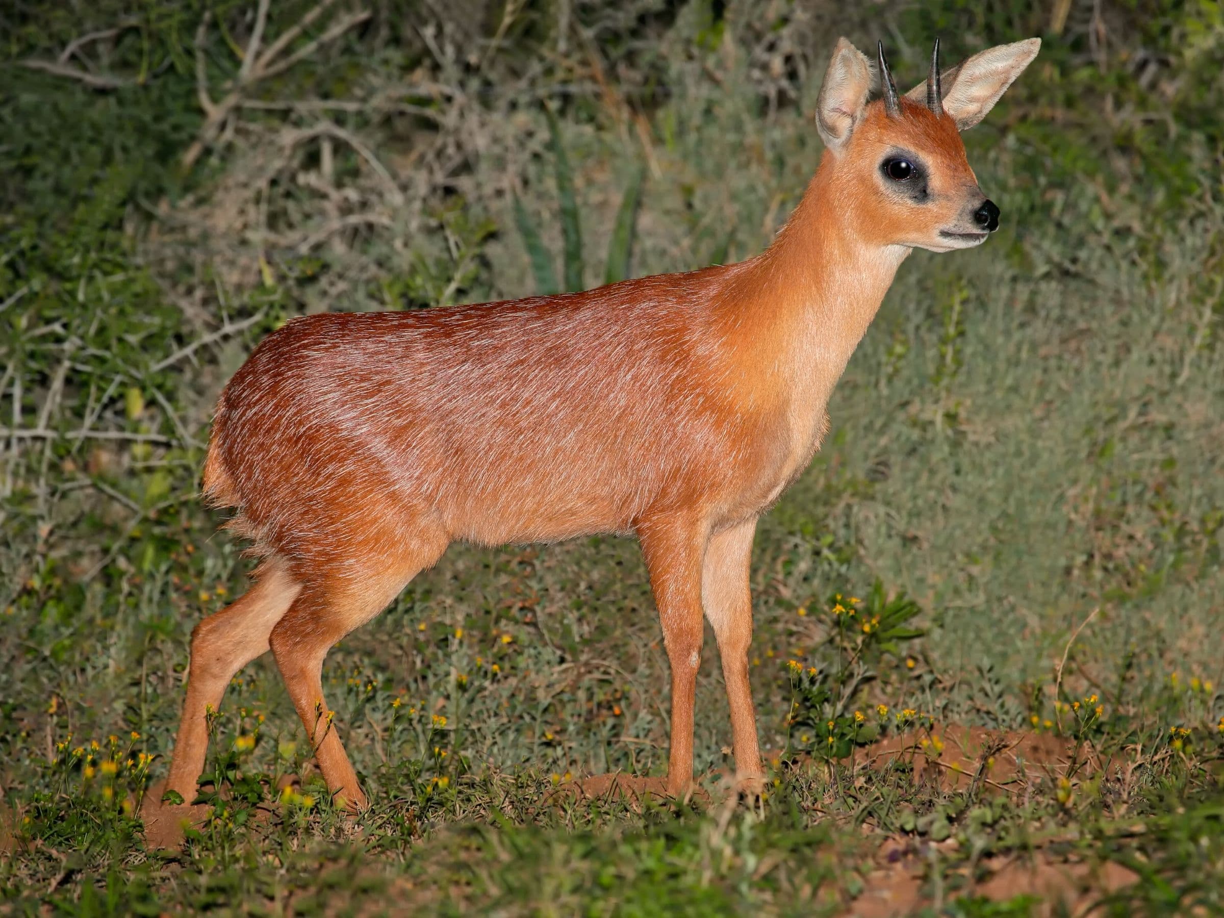 Cape Grysbok