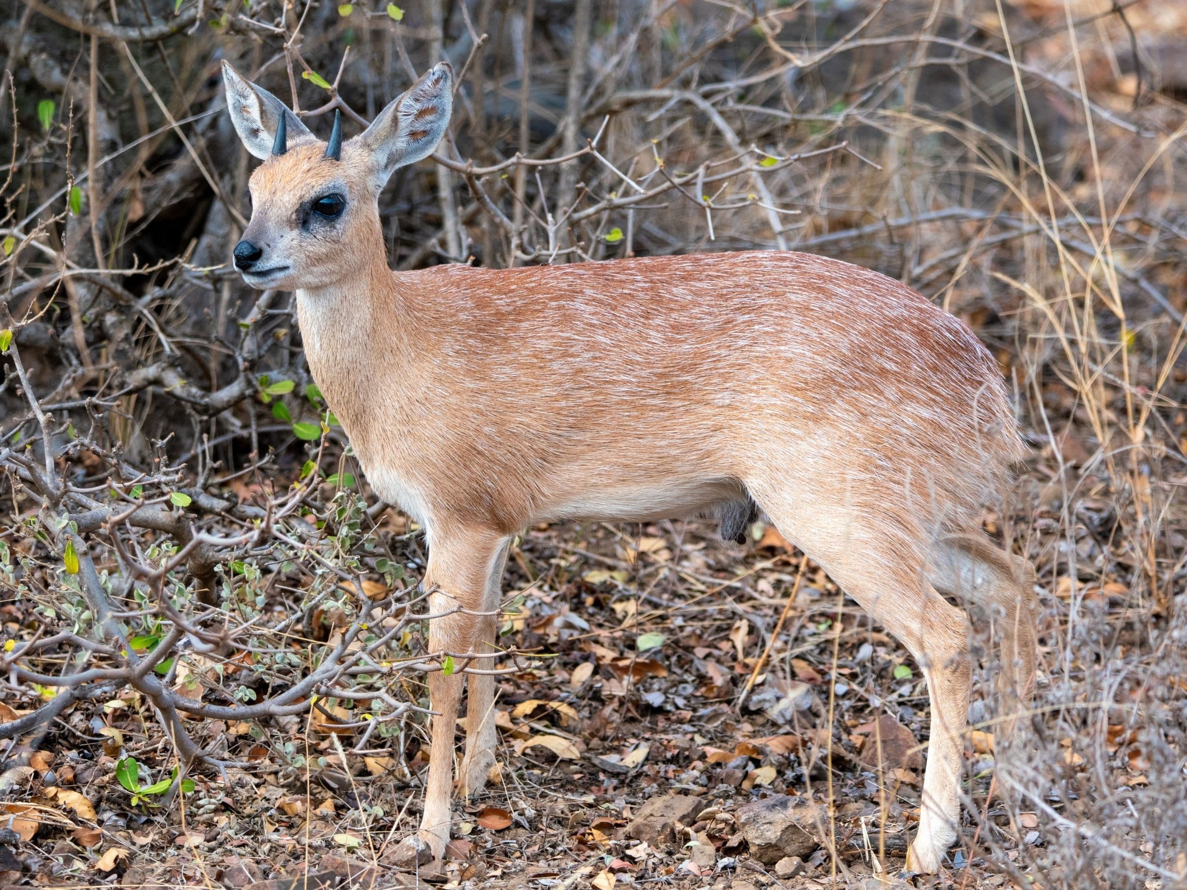 Sharpe's Grysbok