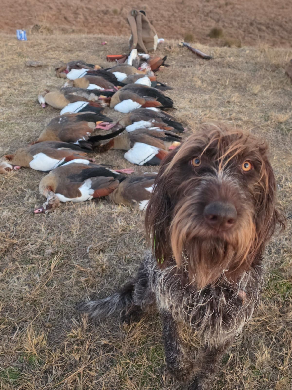 Bird Hunting