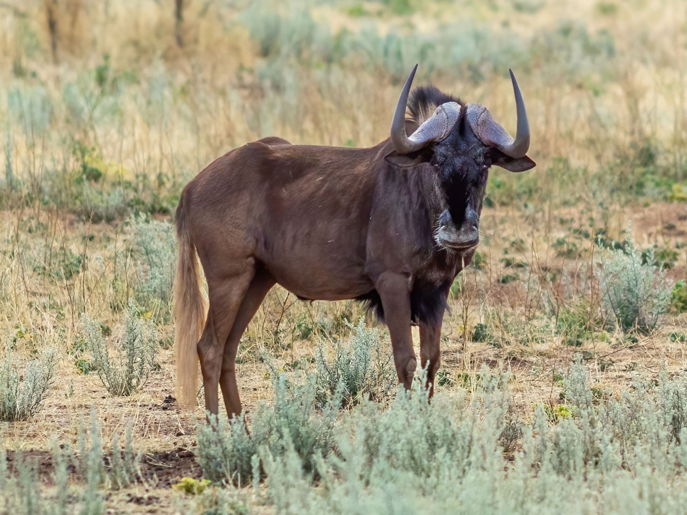Black Wildebeest