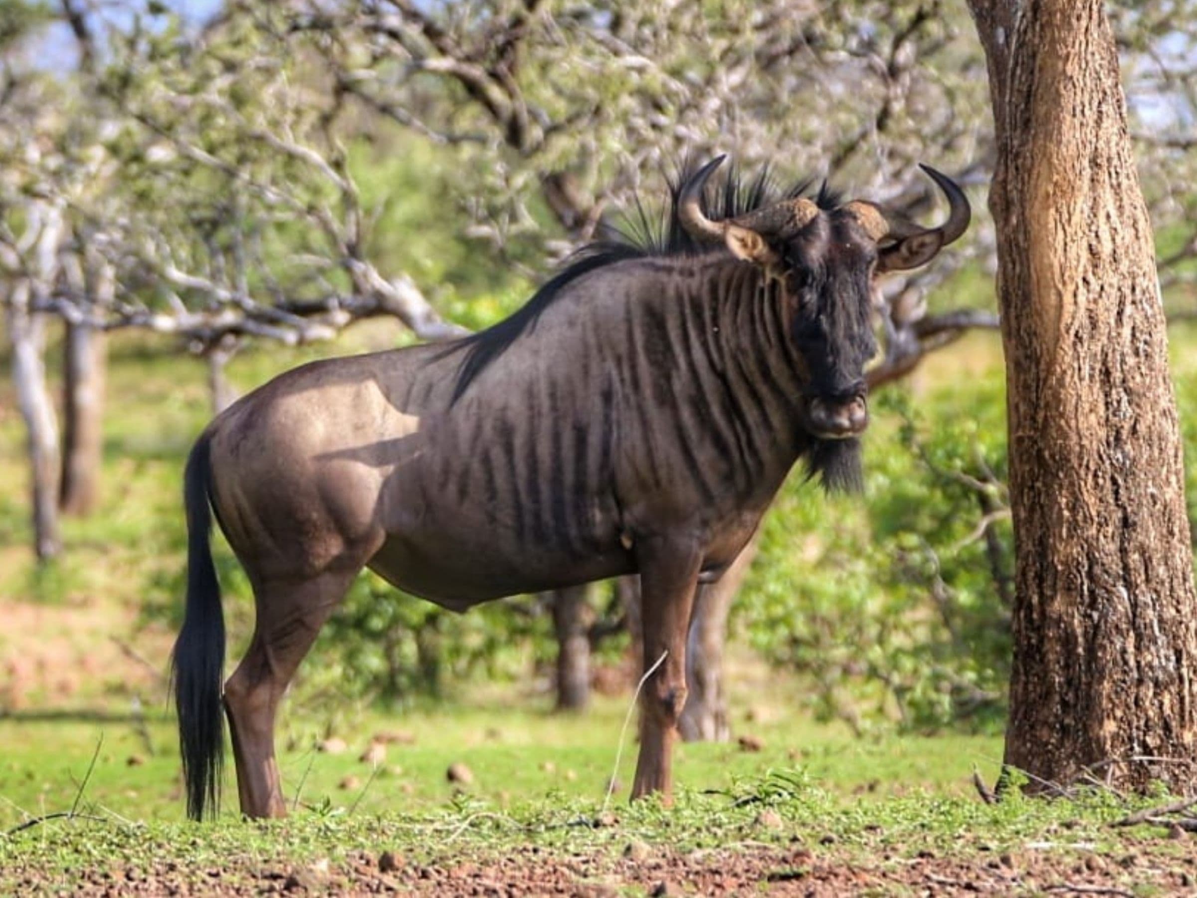 Blue Wildebeest