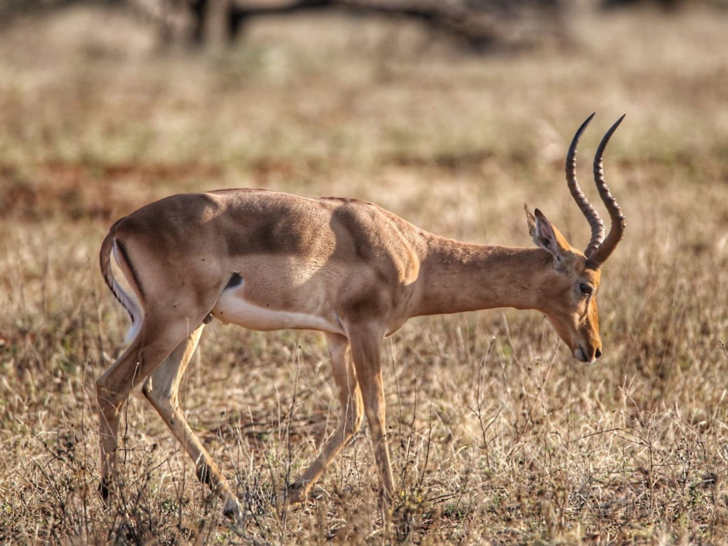 Impala