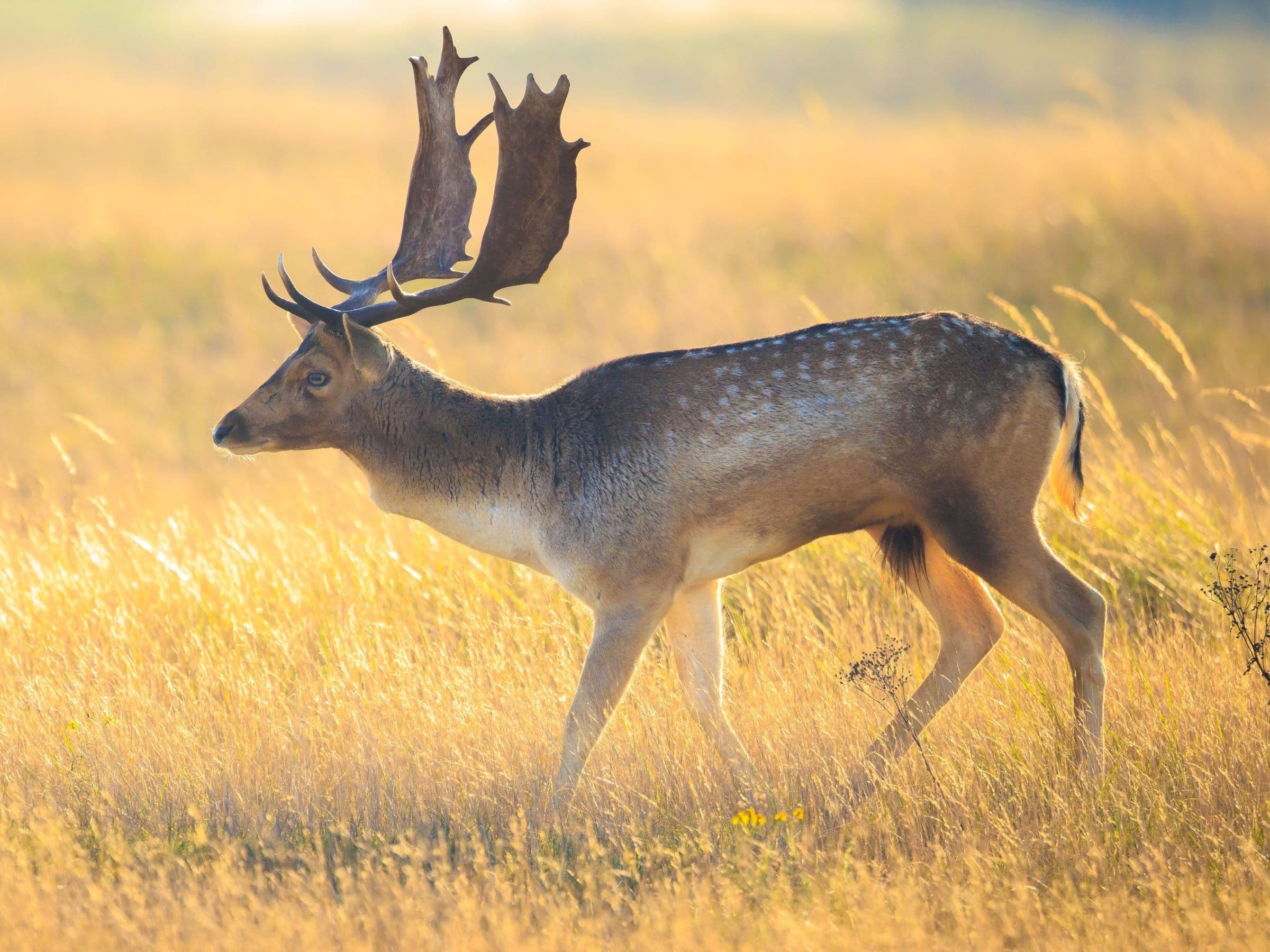 Fallow Deer