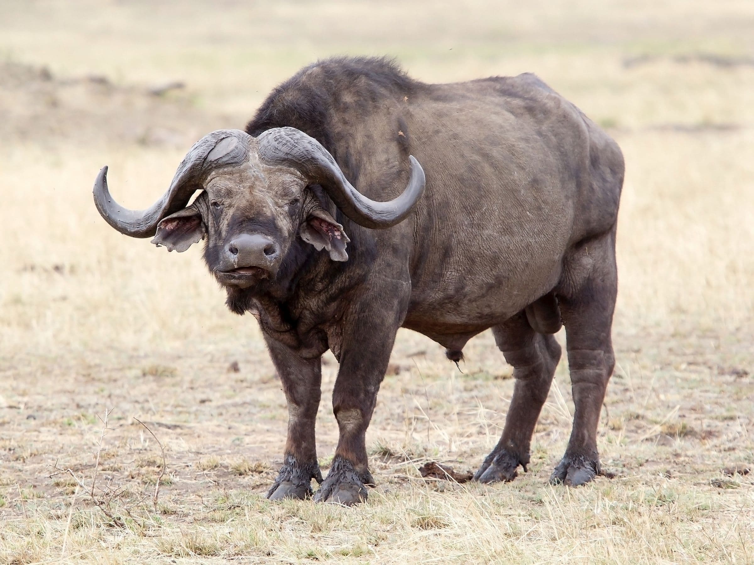 Cape Buffalo Bull