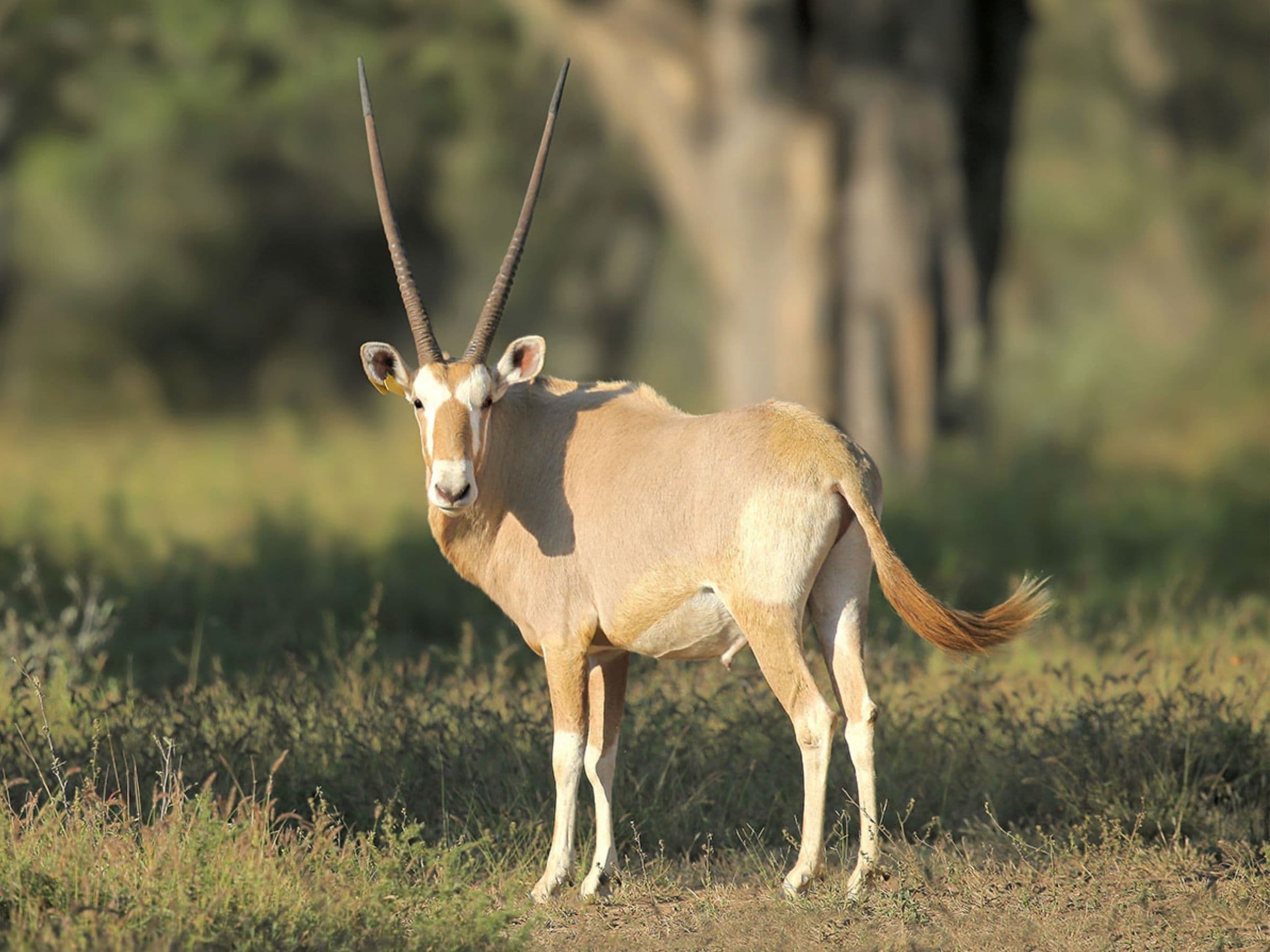 Golden Gemsbuck