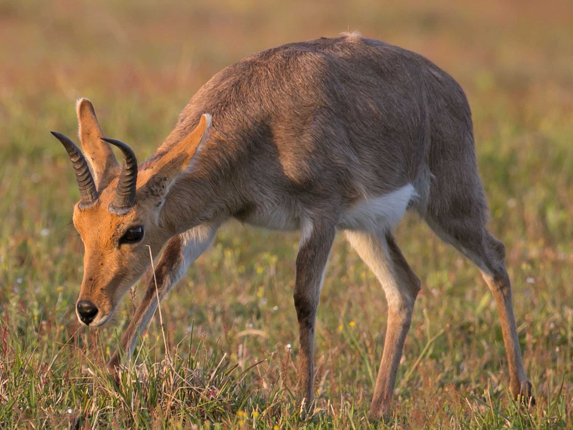 Mountain Reedbuck