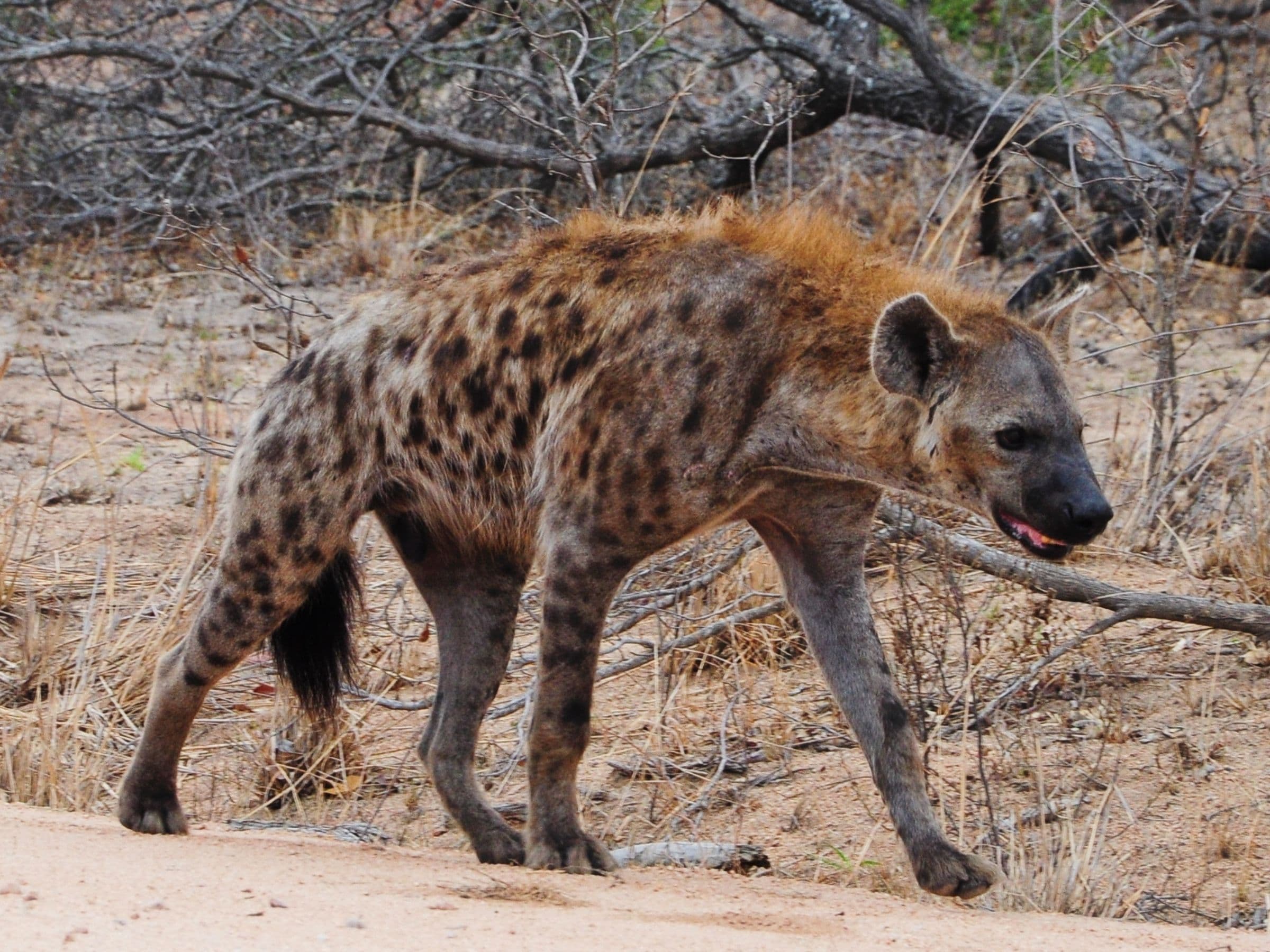 Spotted Hyena