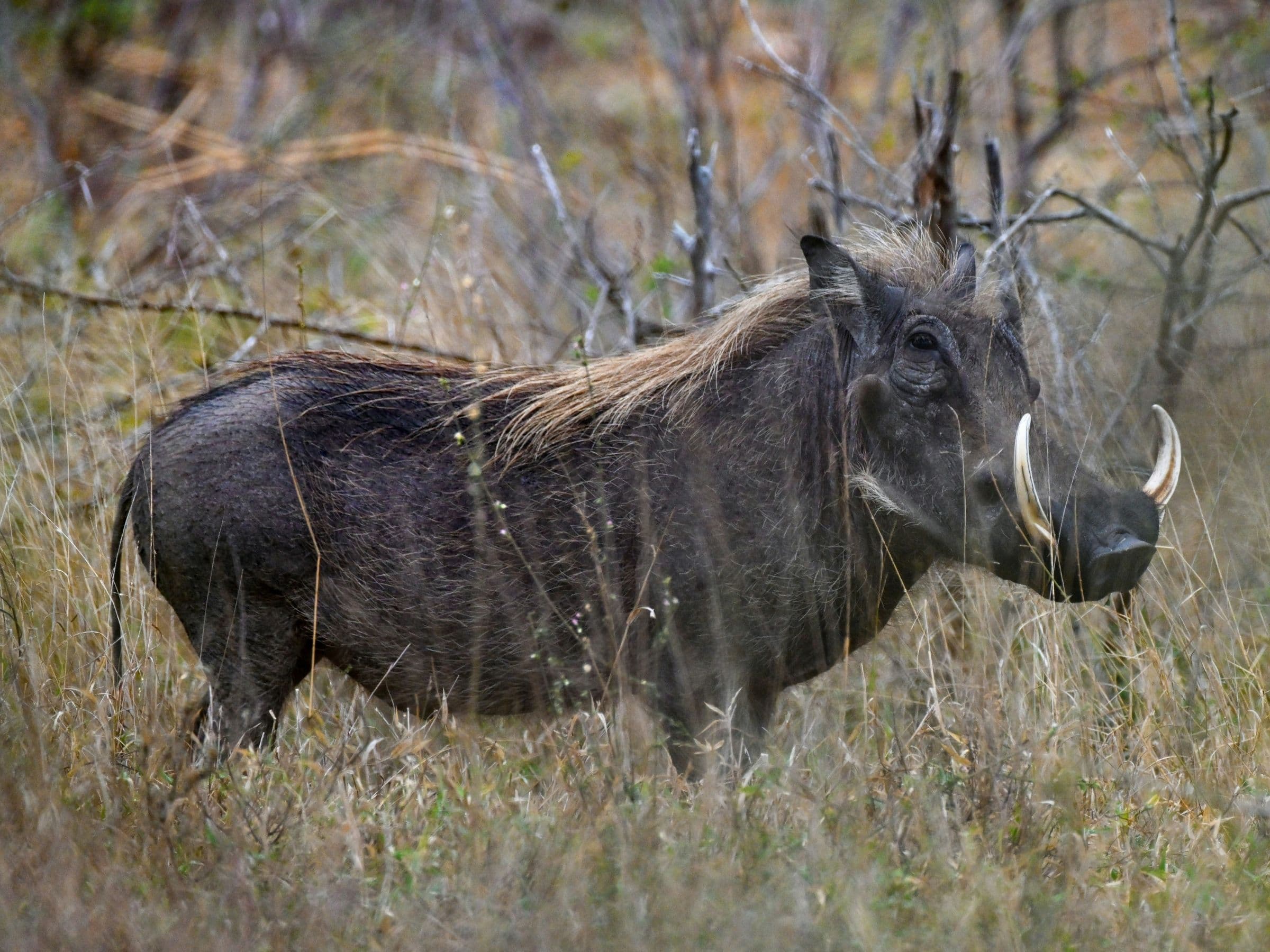 Warthog