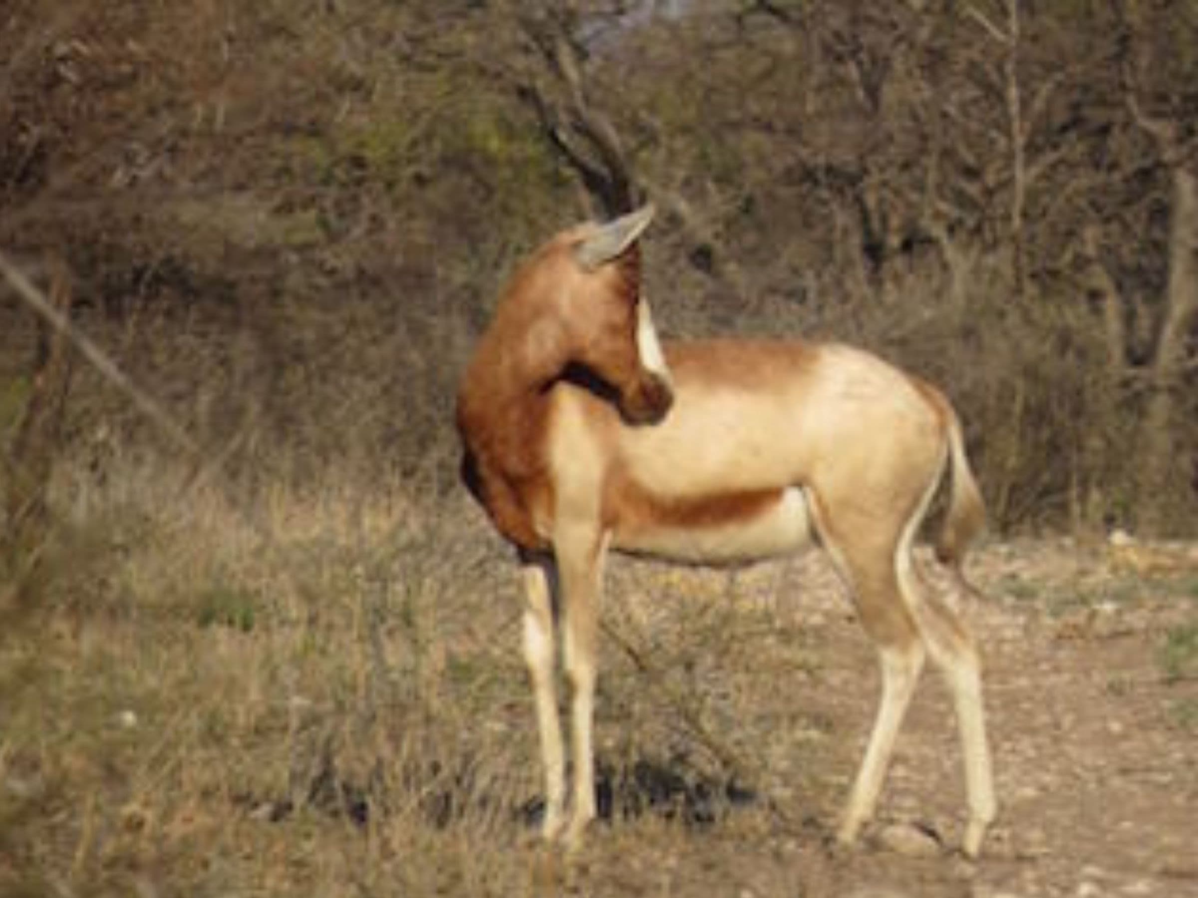 Yellow Blesbuck
