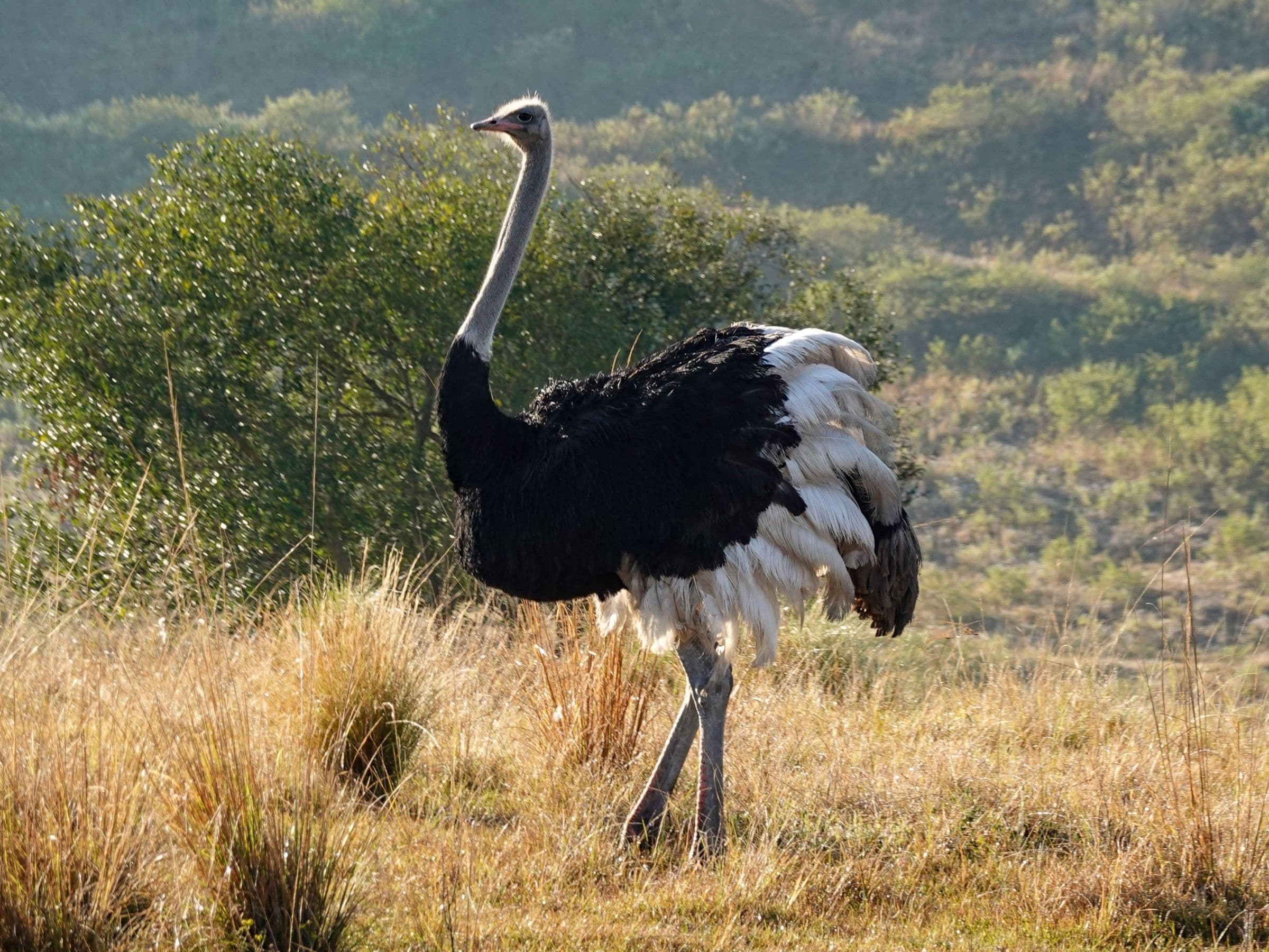 Ostrich