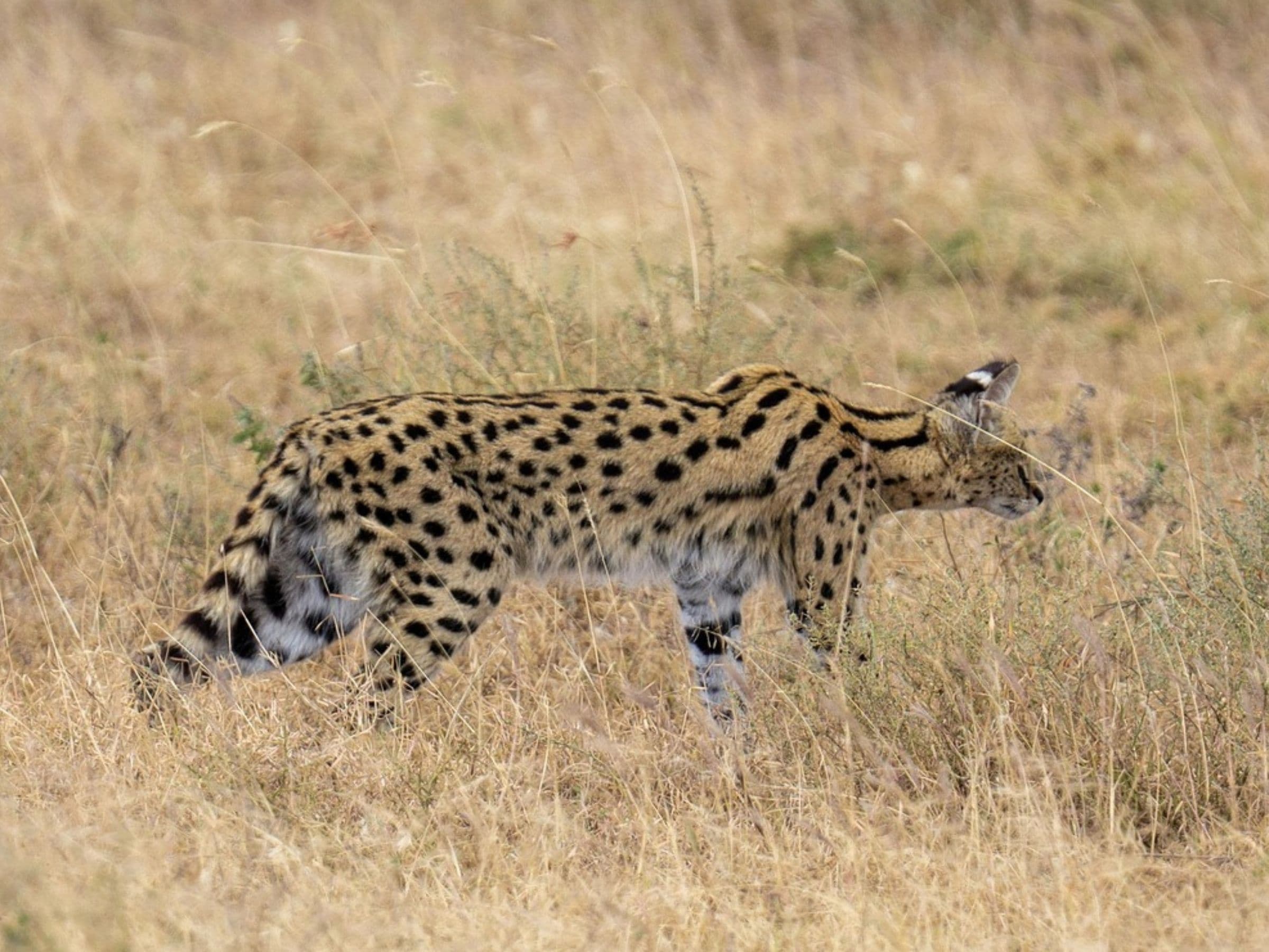 Serval