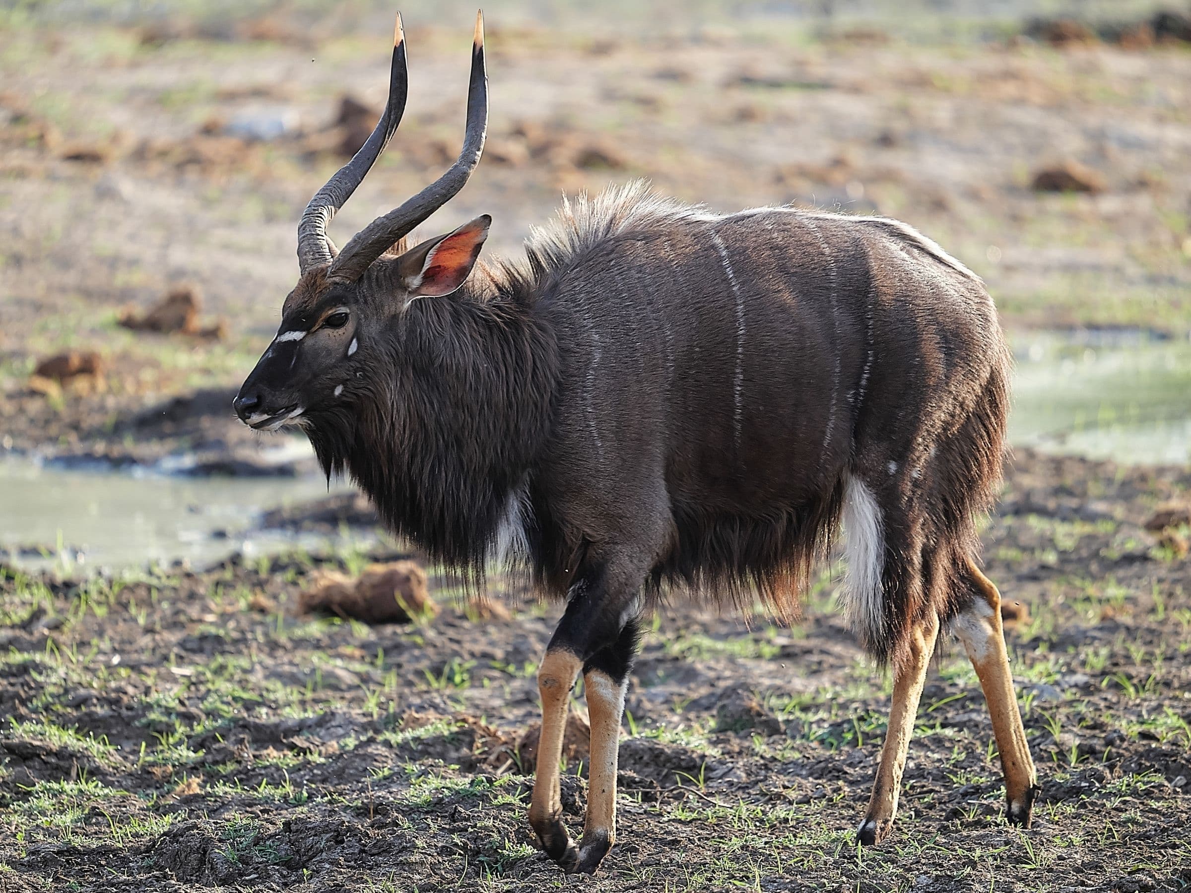 Nyala