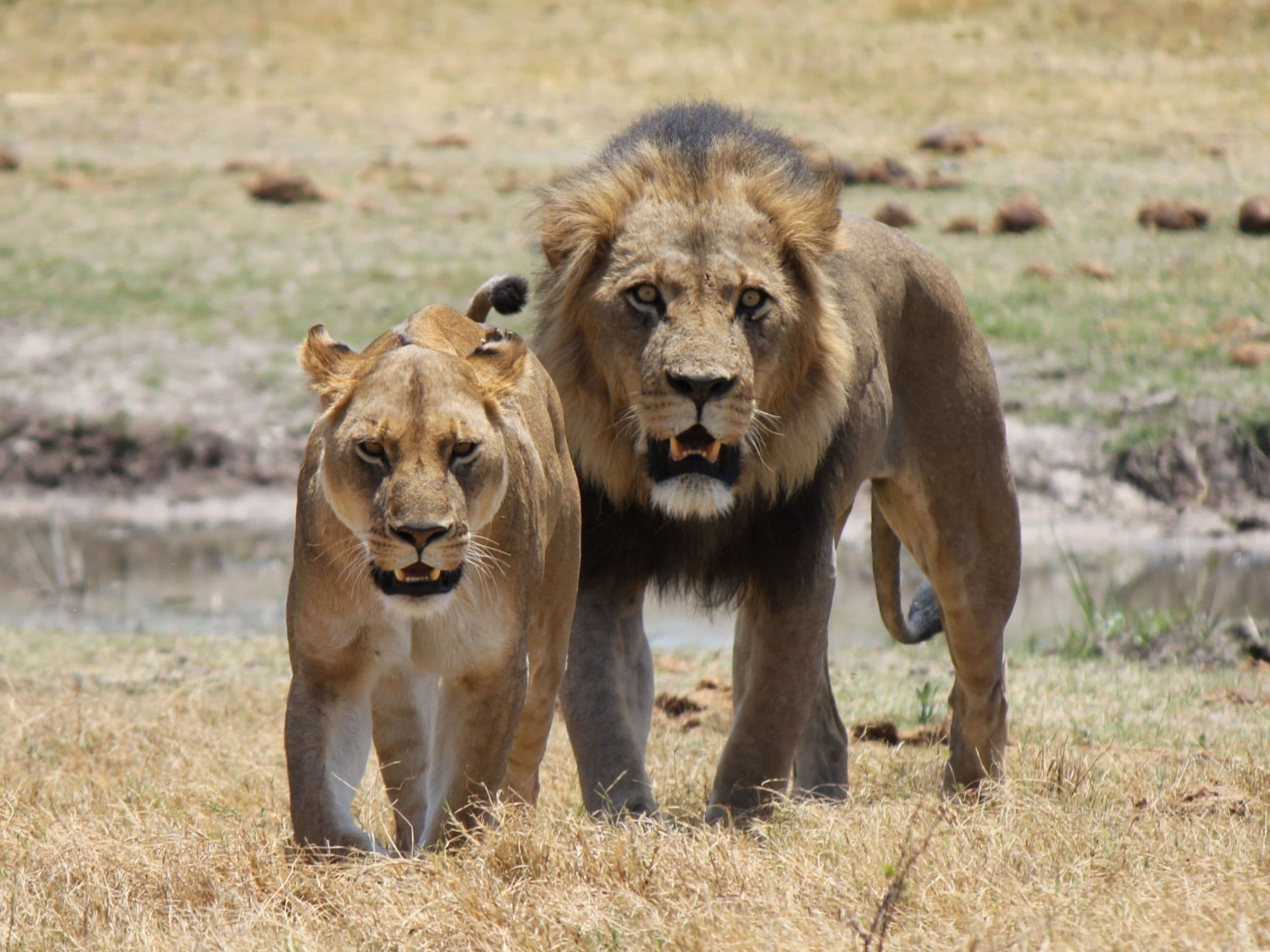 Lion