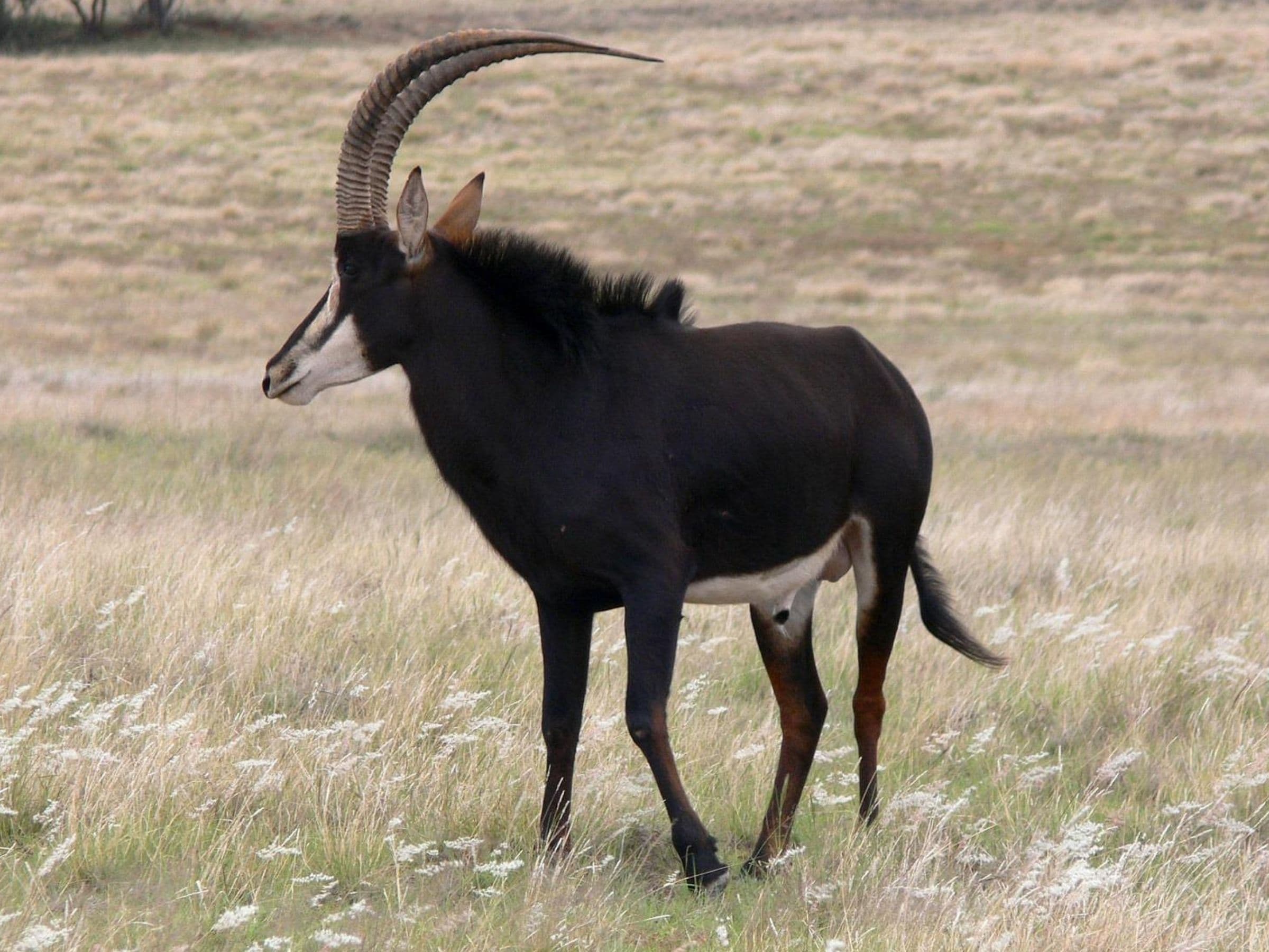Sable